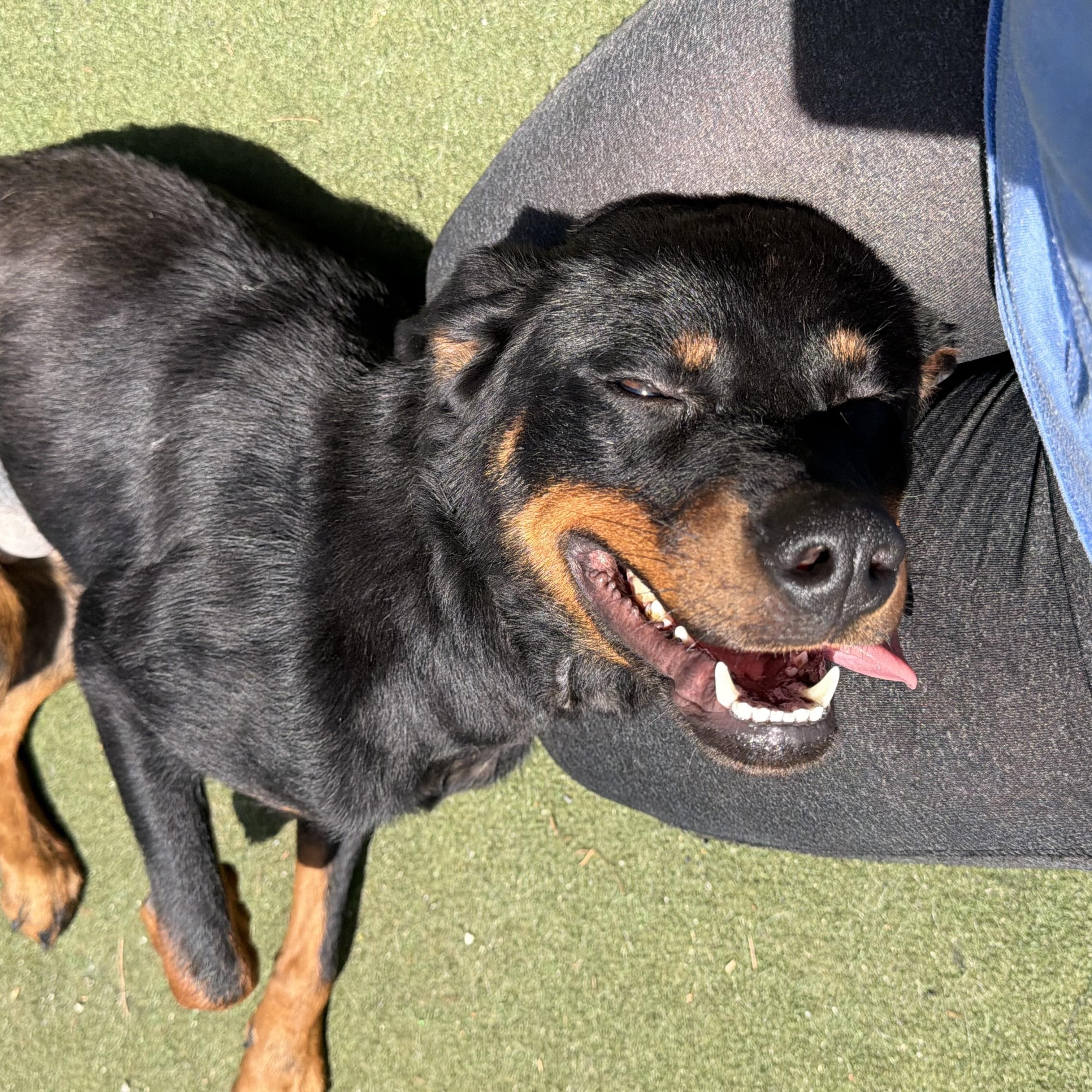 Moxie, an adopted mixed breed in Charlotte, NC image 2/6