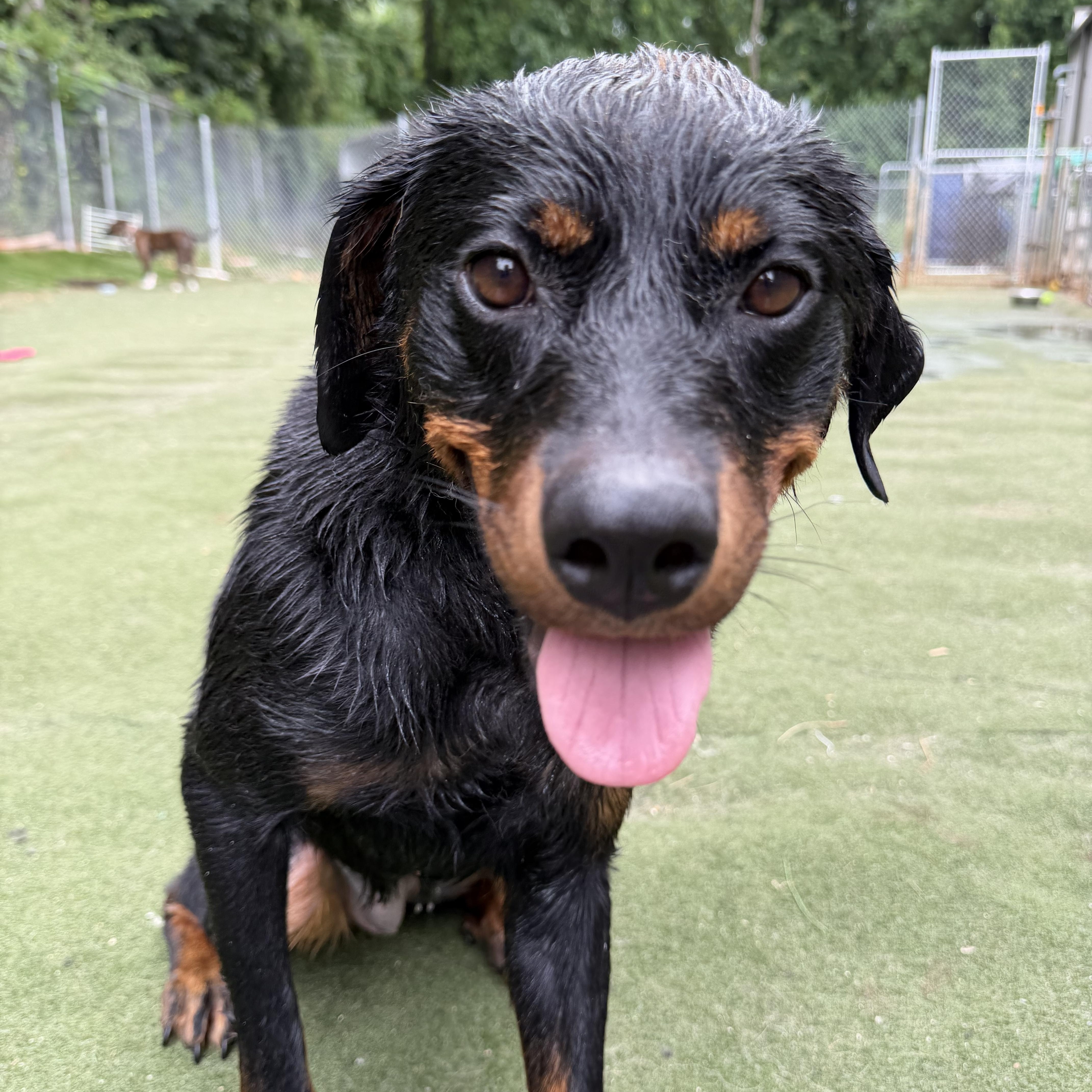 Moxie, adopted, Puppy Female Rottweiler.