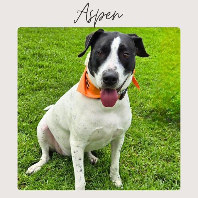 ASPEN, Adoptable, Adult Female English Pointer & Black Labrador Retriever.