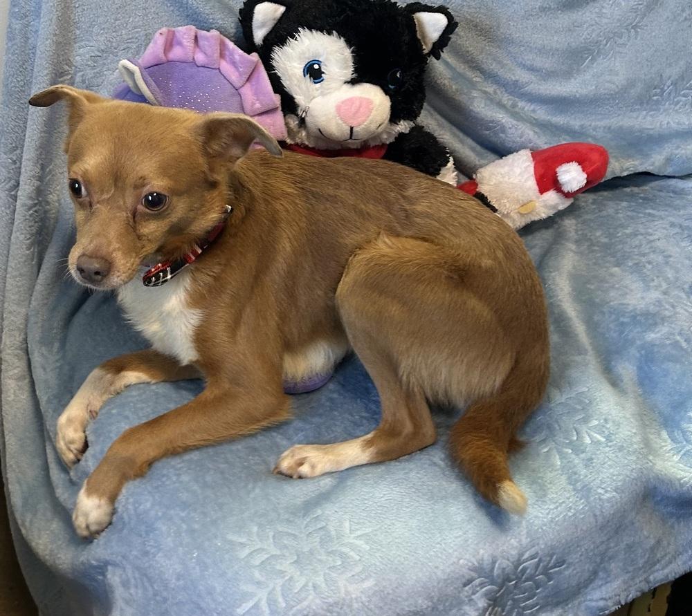 Enlarge Scooby, a Adoptable mixed breed in Cedartown, GA image 1/1