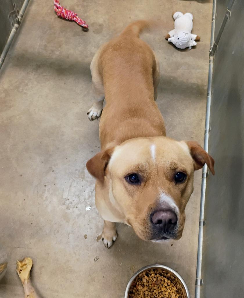 Enlarge Harvey, a Adoptable Pit Bull Terrier in La Porte, IN image 1/1