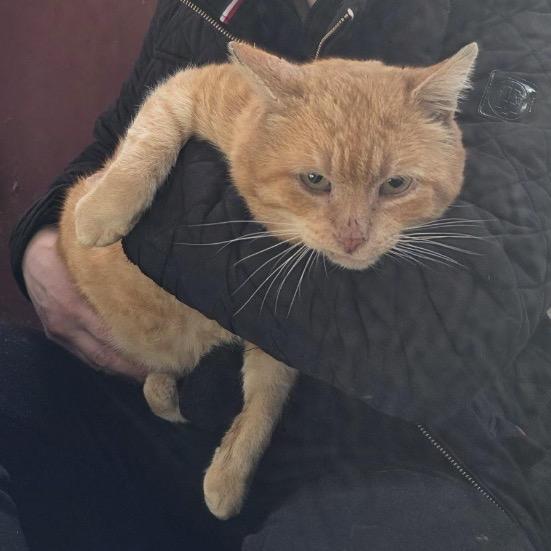 26-83 Cheddar, Adoptable, Senior Male Domestic Short Hair.