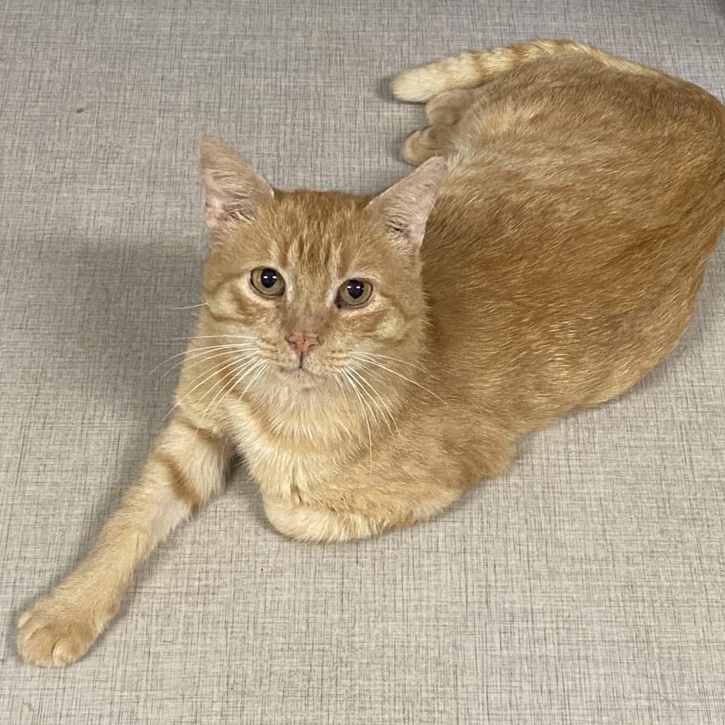 26-83 Cheddar, a Adoptable Domestic Short Hair in North Branford, CT image 2/6