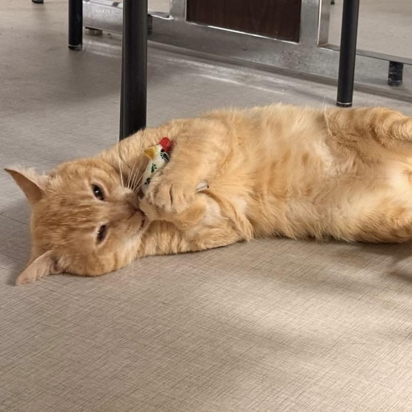 26-83 Cheddar, a Adoptable Domestic Short Hair in North Branford, CT image 2/5