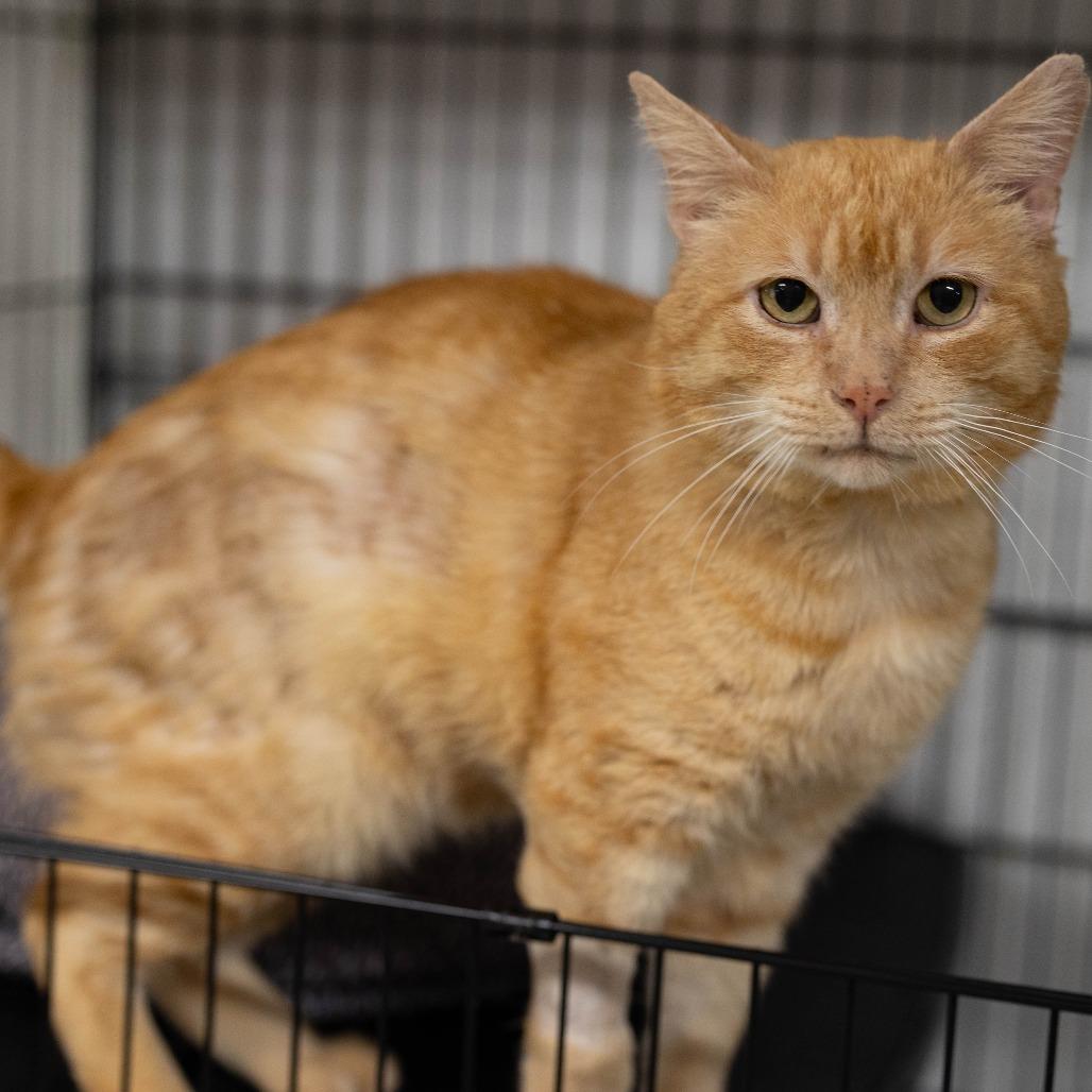 26-83 Cheddar, a Adoptable Domestic Short Hair in North Branford, CT image 2/3