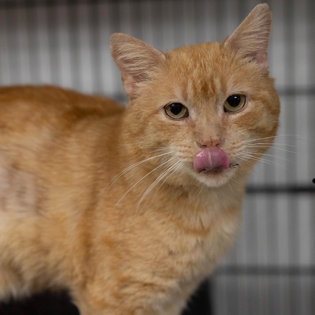 26-83 Cheddar, a Adoptable Domestic Short Hair in North Branford, CT image 3/3