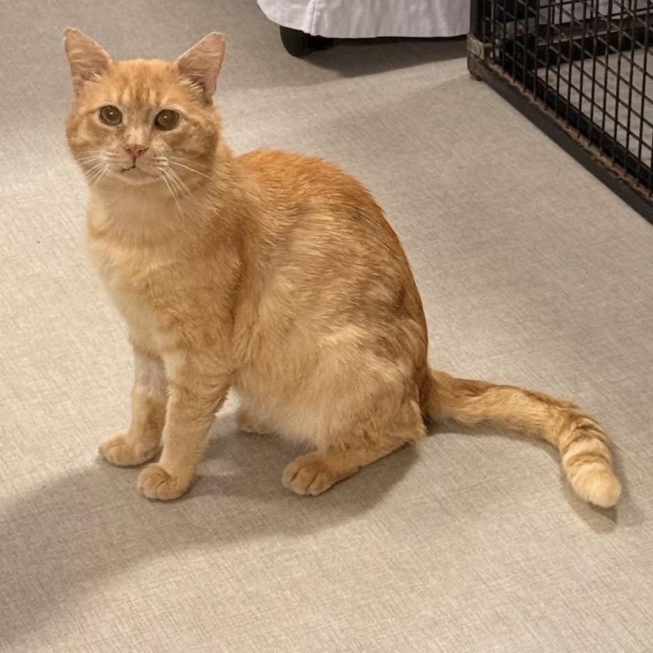 26-83 Cheddar, a Adoptable Domestic Short Hair in North Branford, CT image 5/5