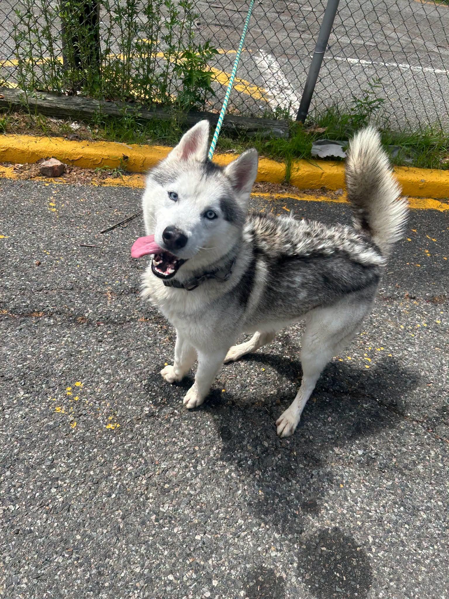 Blizzard, Adoptable, Adult Male Siberian Husky.
