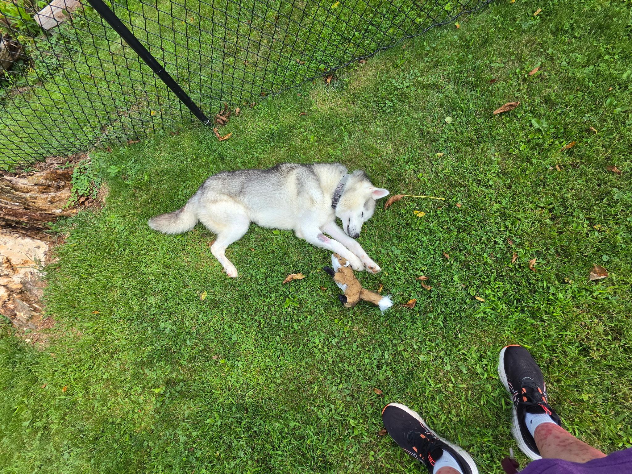Enlarge Blizzard, a Adoptable Siberian Husky in North Haledon, NJ image 2/6