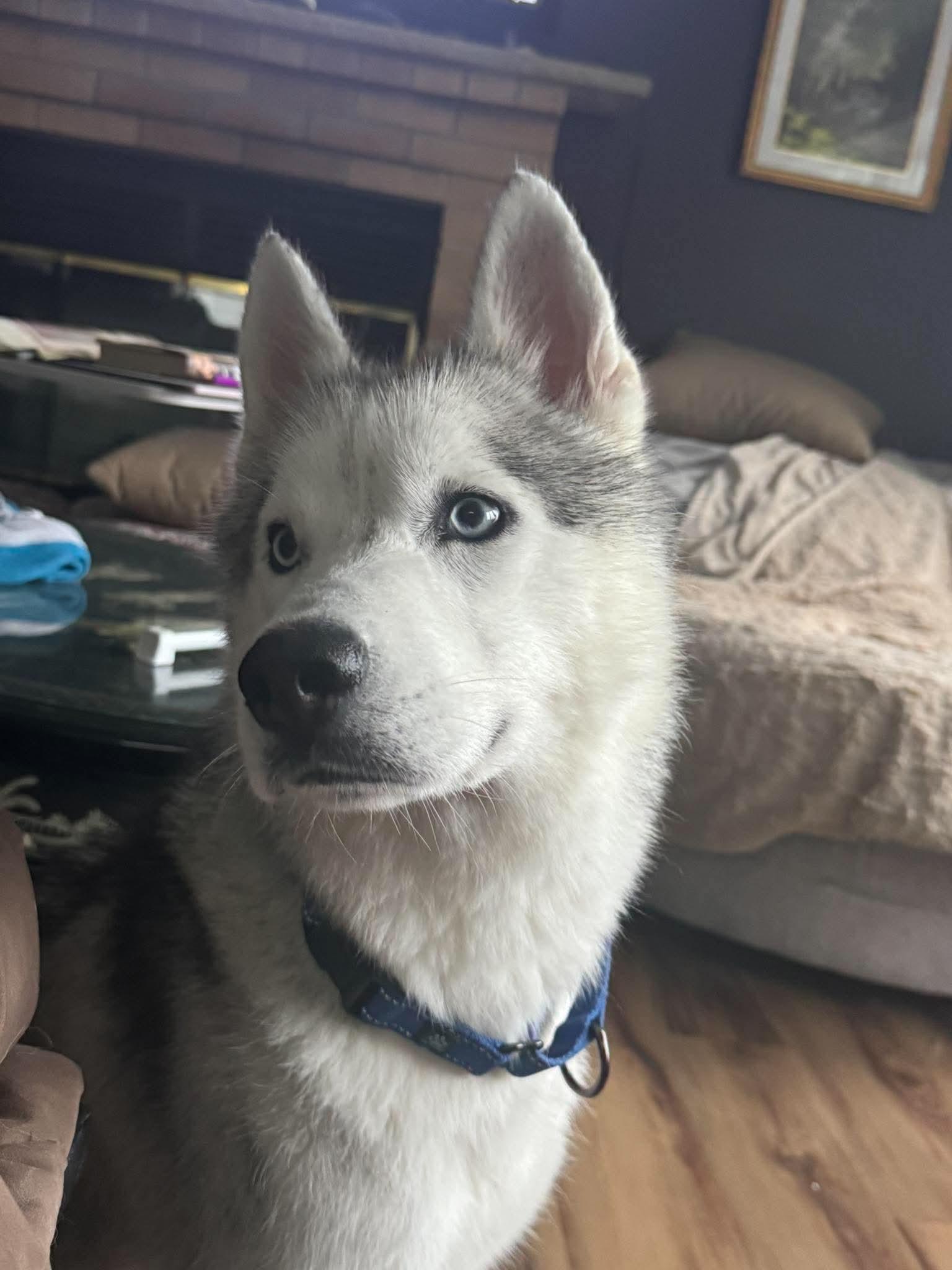Enlarge Blizzard, a Adoptable Siberian Husky in North Haledon, NJ image 3/6