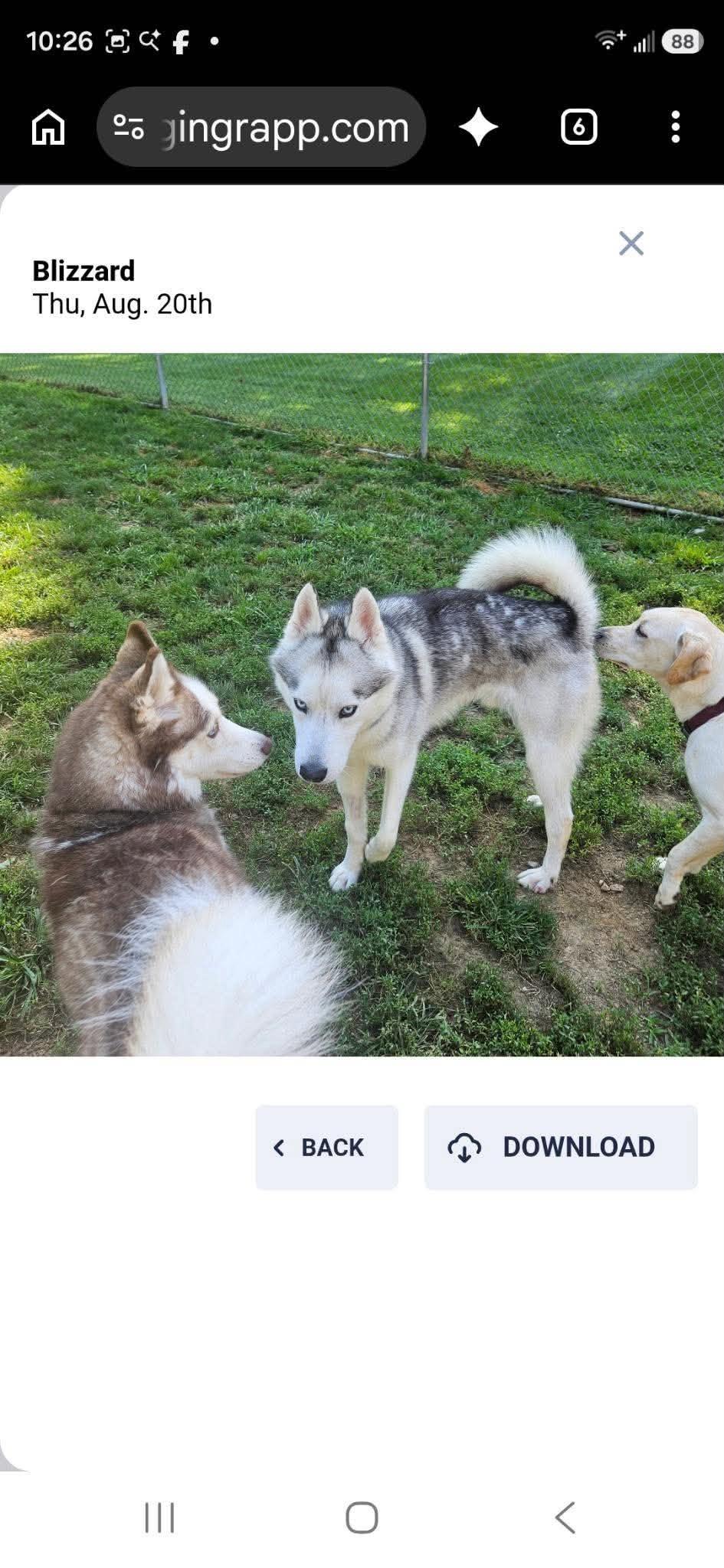 Enlarge Blizzard, a Adoptable Siberian Husky in North Haledon, NJ image 4/6