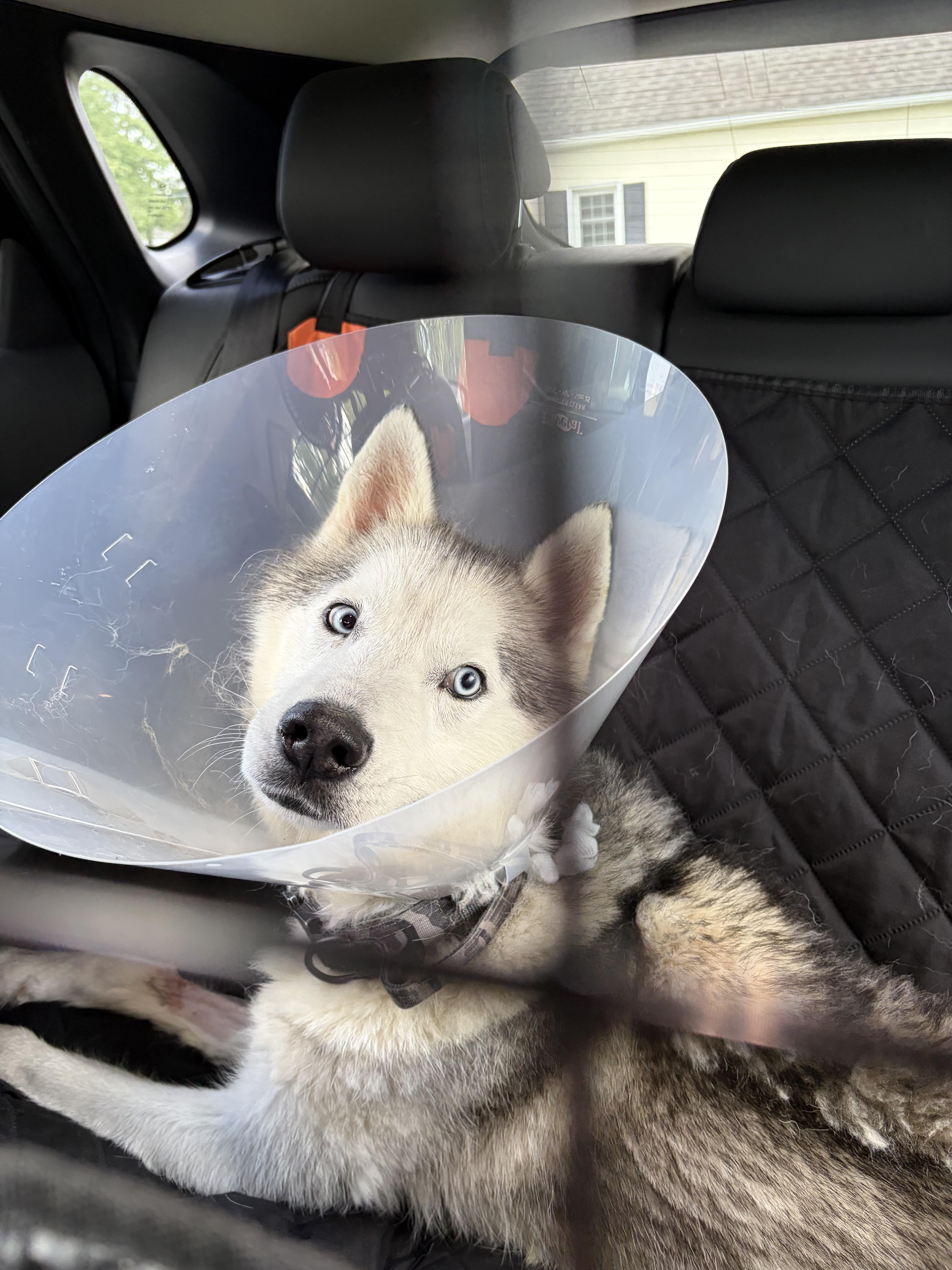 Enlarge Blizzard, a Adoptable Siberian Husky in North Haledon, NJ image 5/6