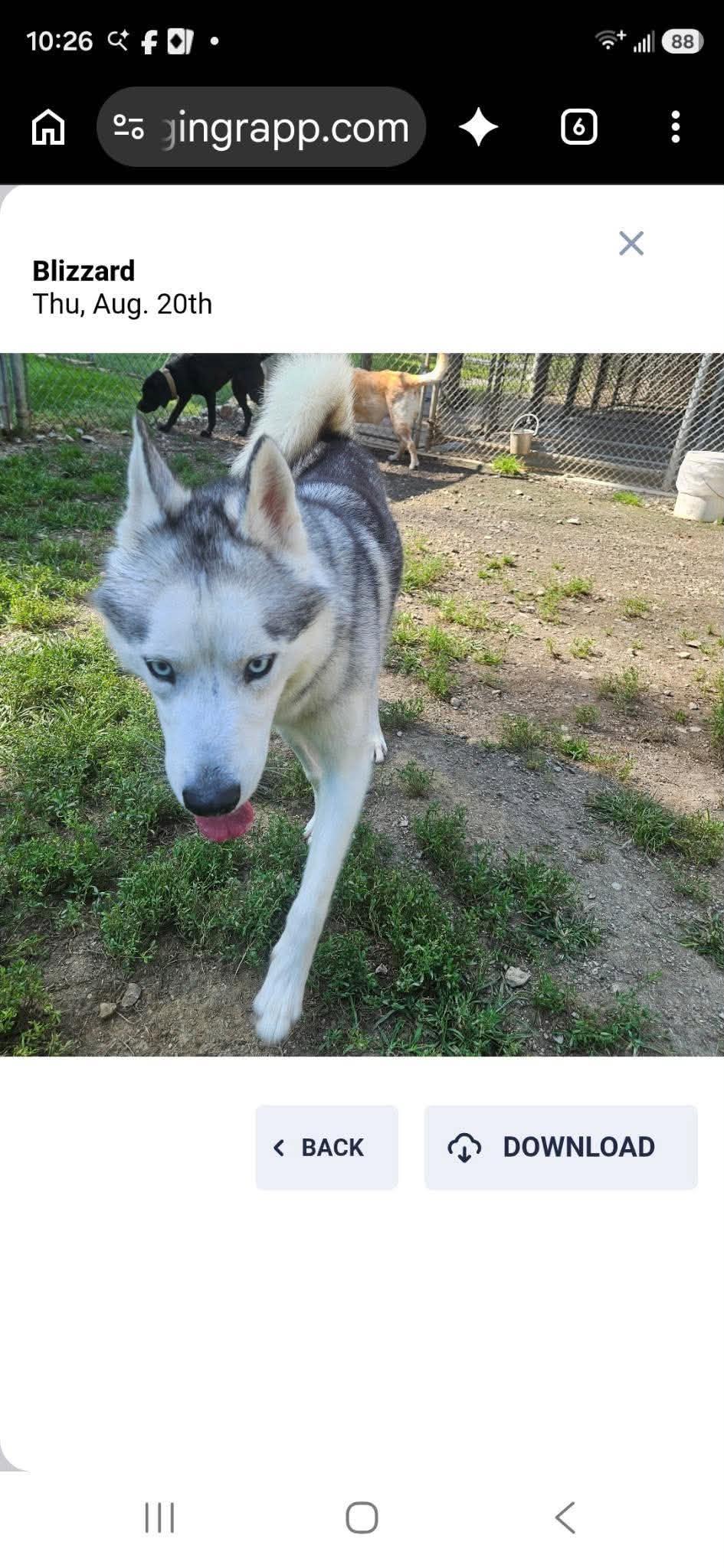 Enlarge Blizzard, a Adoptable Siberian Husky in North Haledon, NJ image 6/6