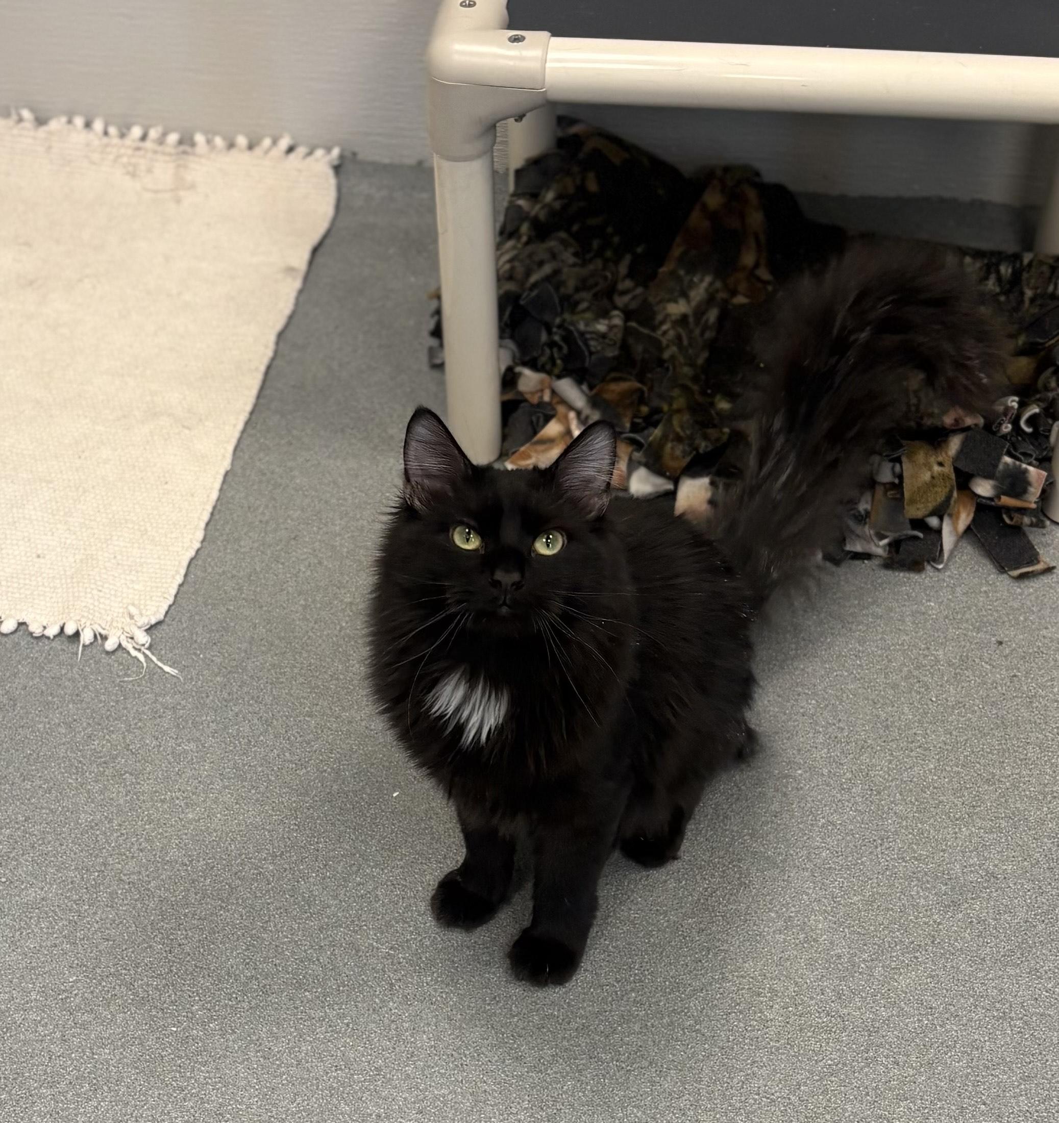 Enlarge Rocco, an adopted Domestic Long Hair in Jefferson, IA image 3/3