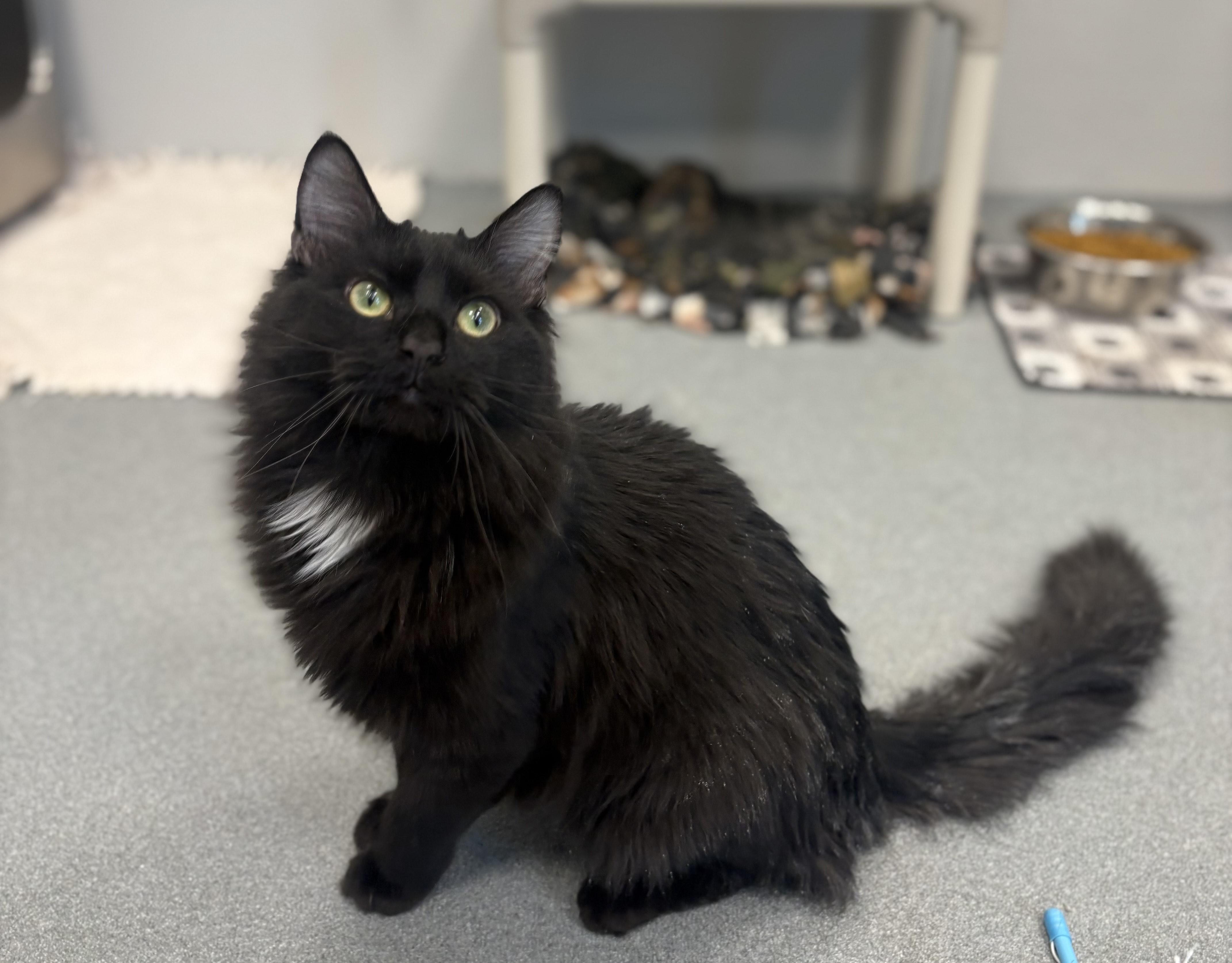 Enlarge Rocco, an adopted Domestic Long Hair in Jefferson, IA image 1/3
