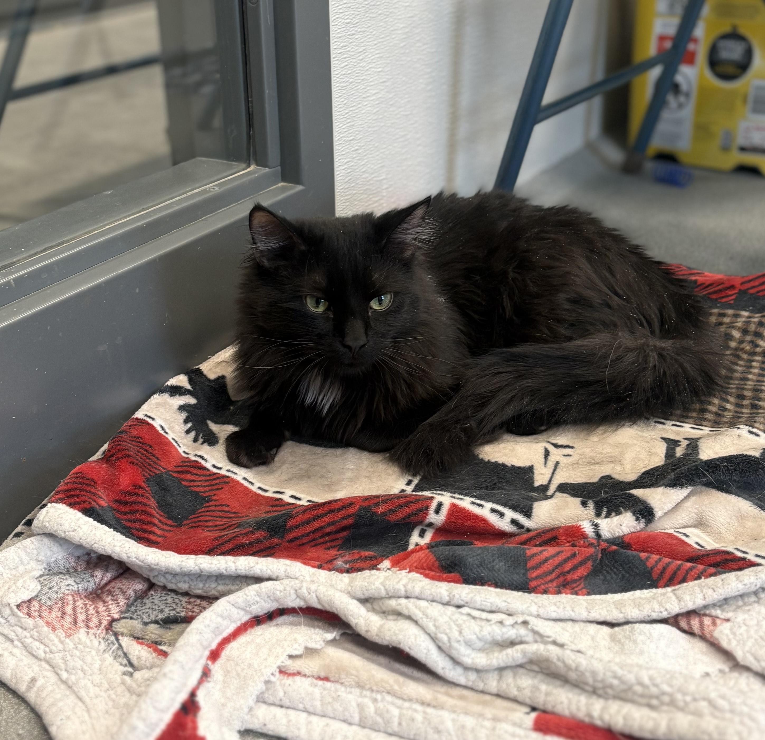 Enlarge Rocco, an adopted Domestic Long Hair in Jefferson, IA image 2/3