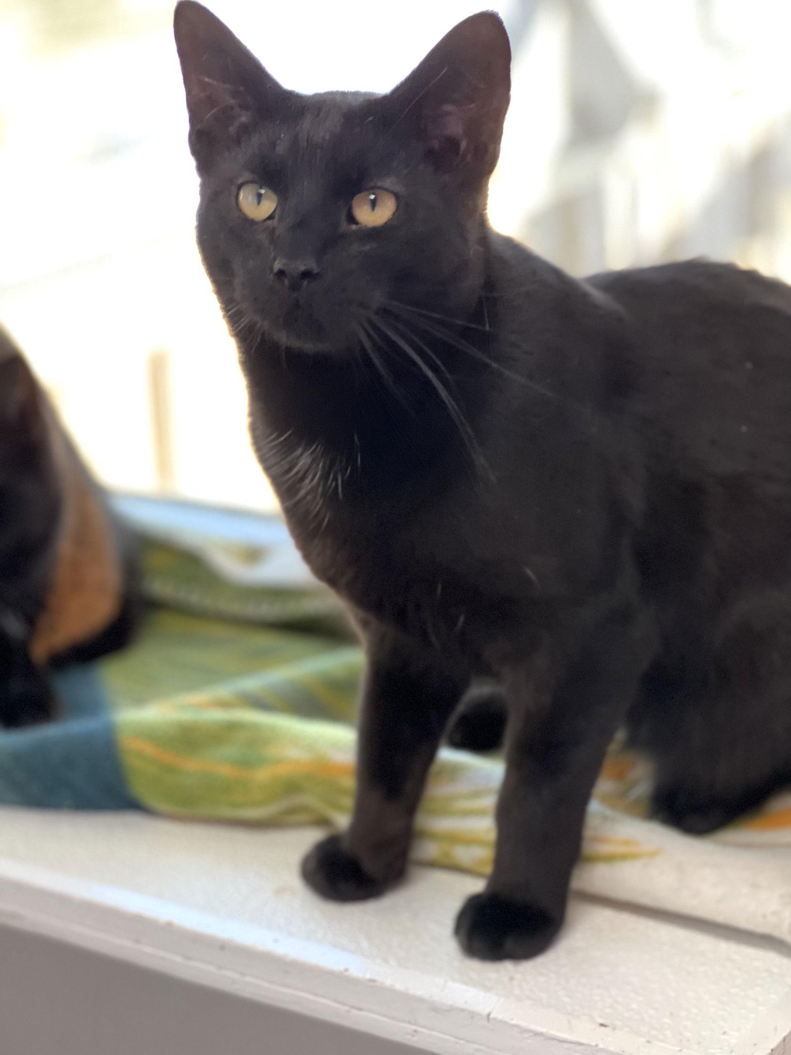 Chia, a Adoptable Domestic Short Hair in Estherville, IA image 2/6