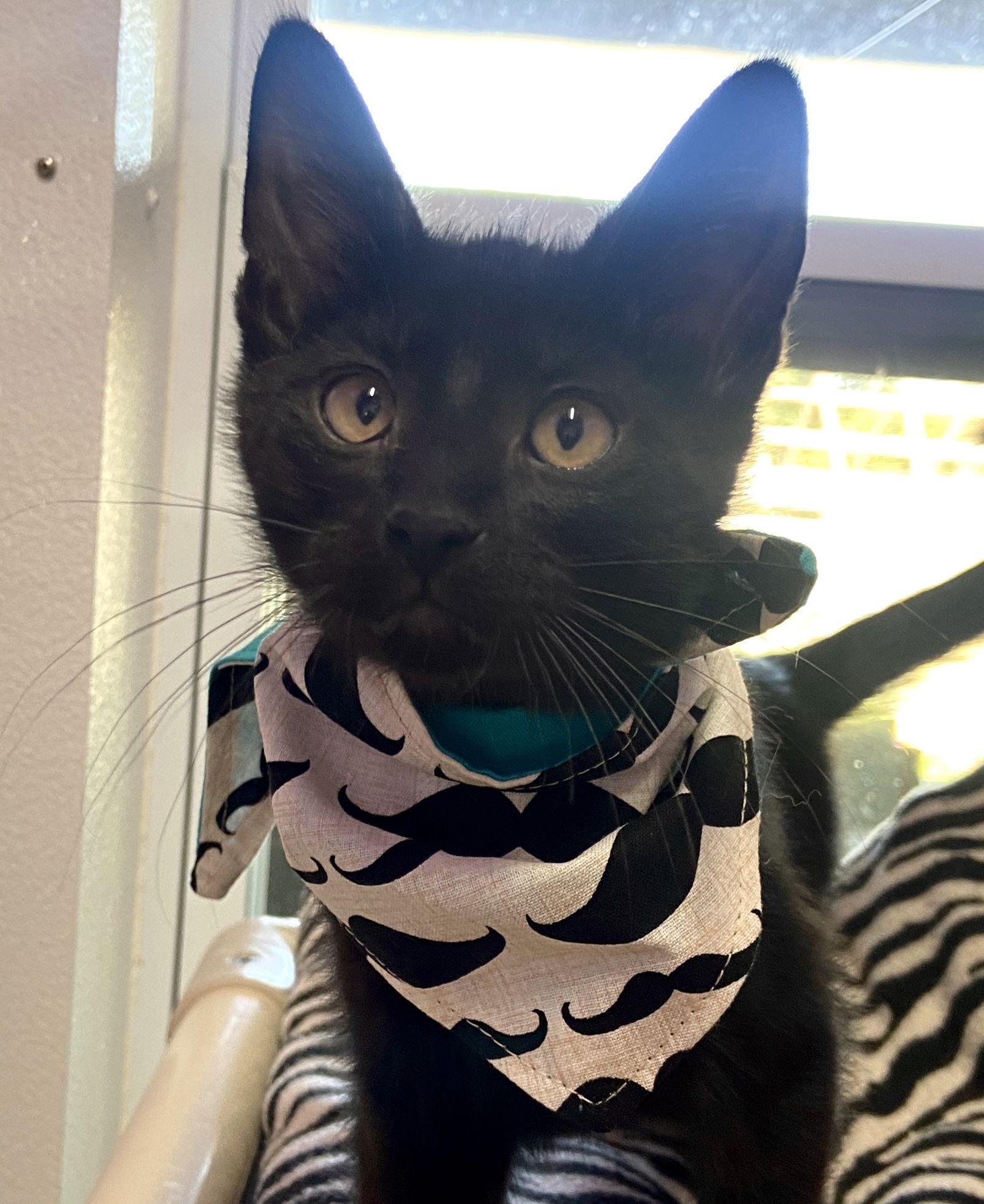 Chia, a Adoptable Domestic Short Hair in Estherville, IA image 3/6