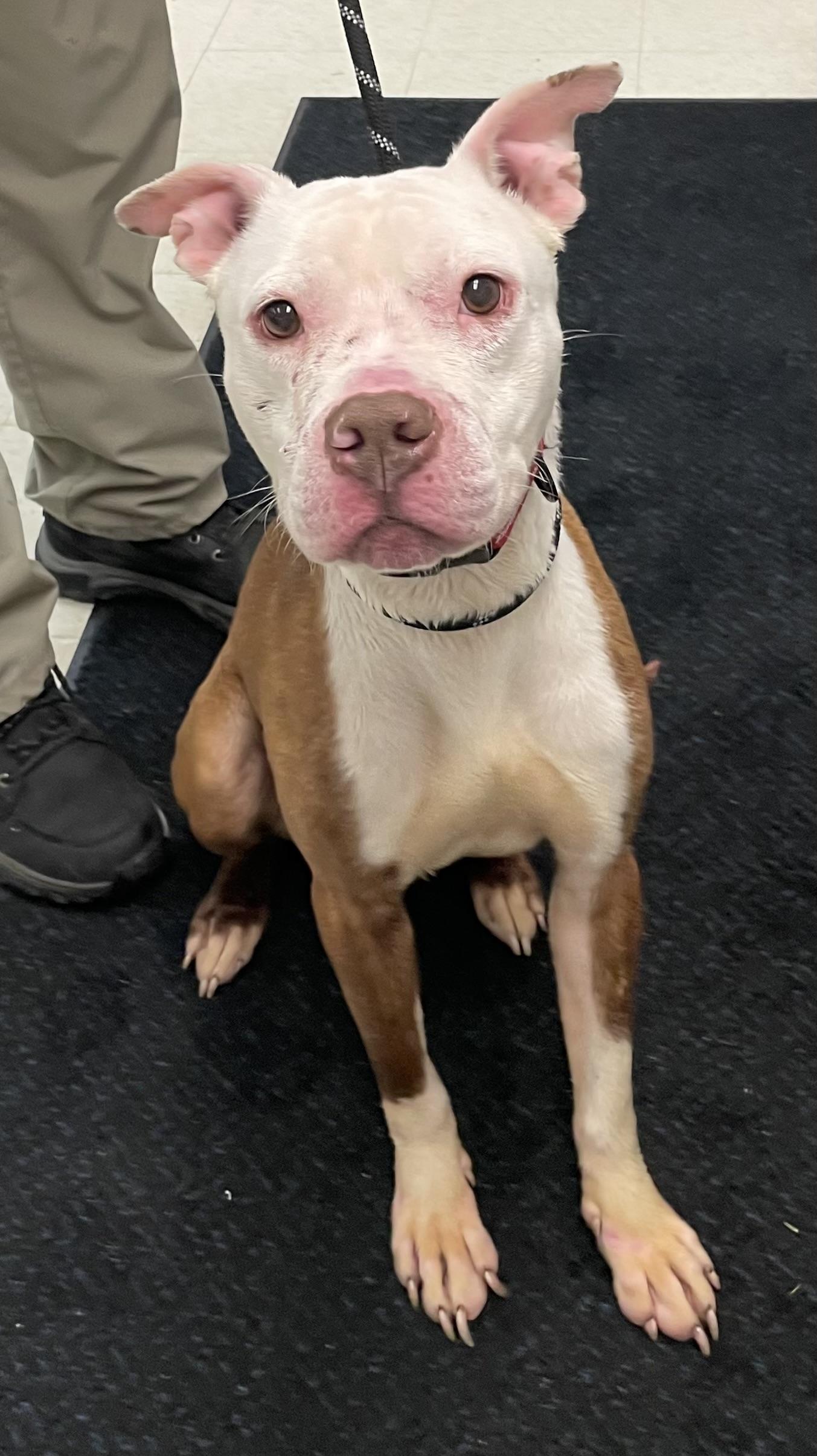 Enlarge Ben  AVAILABLE , a ADOPTABLE mixed breed in Canton, OH image 3/5