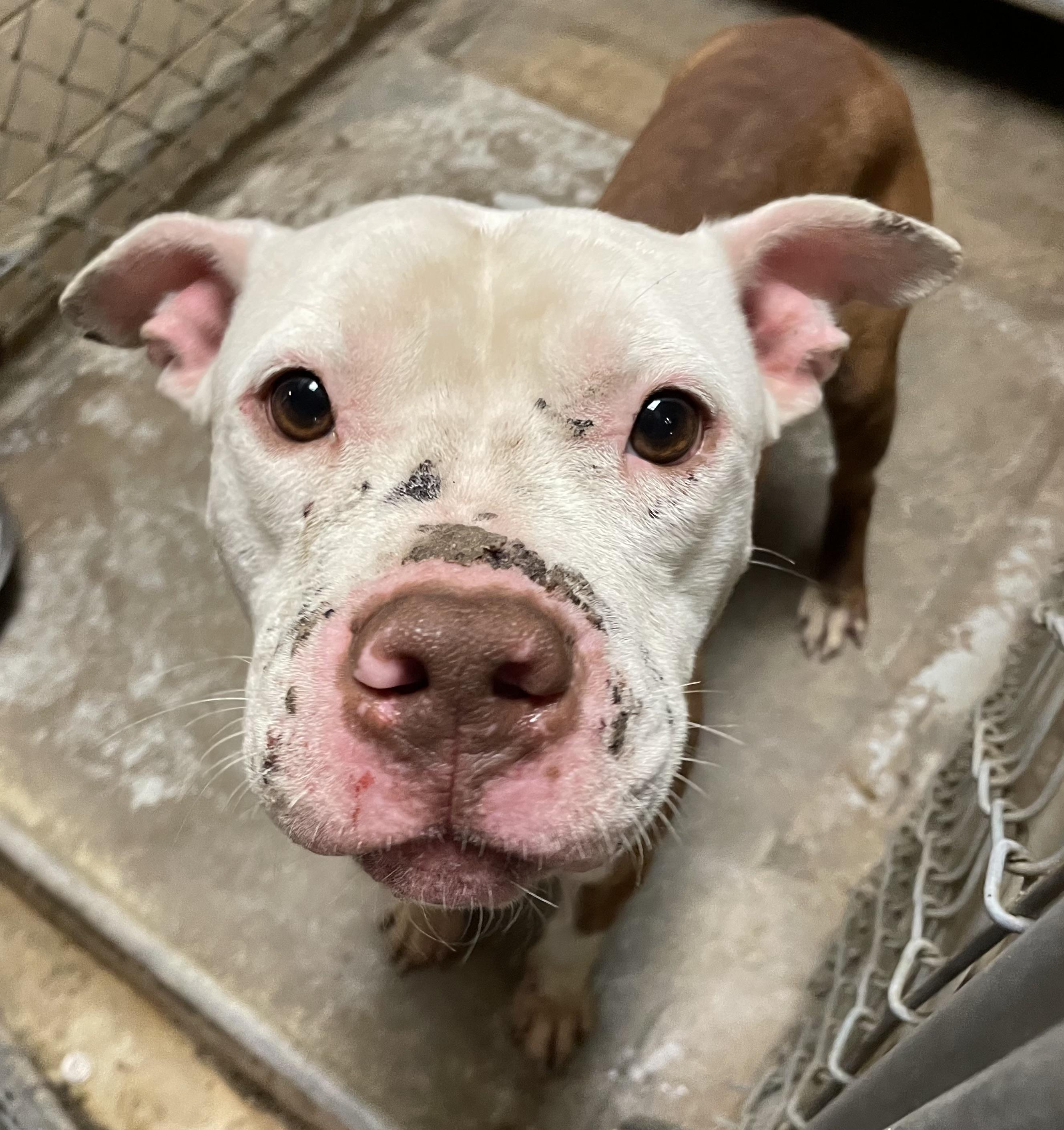 Enlarge Ben  AVAILABLE , a ADOPTABLE mixed breed in Canton, OH image 5/5