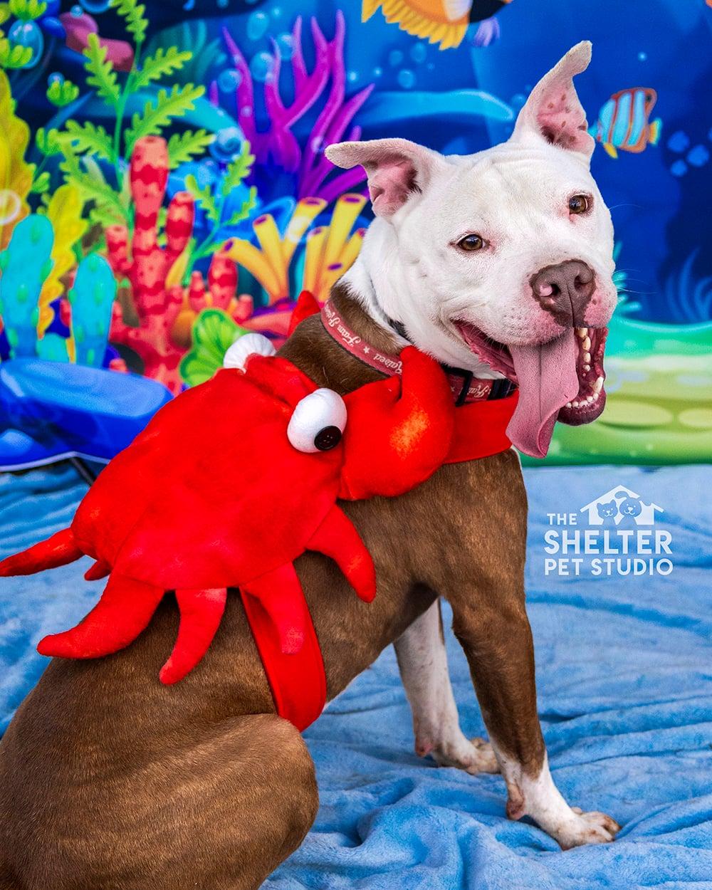 Ben ADOPTED, ADOPTABLE, Adult Male American Staffordshire Terrier.