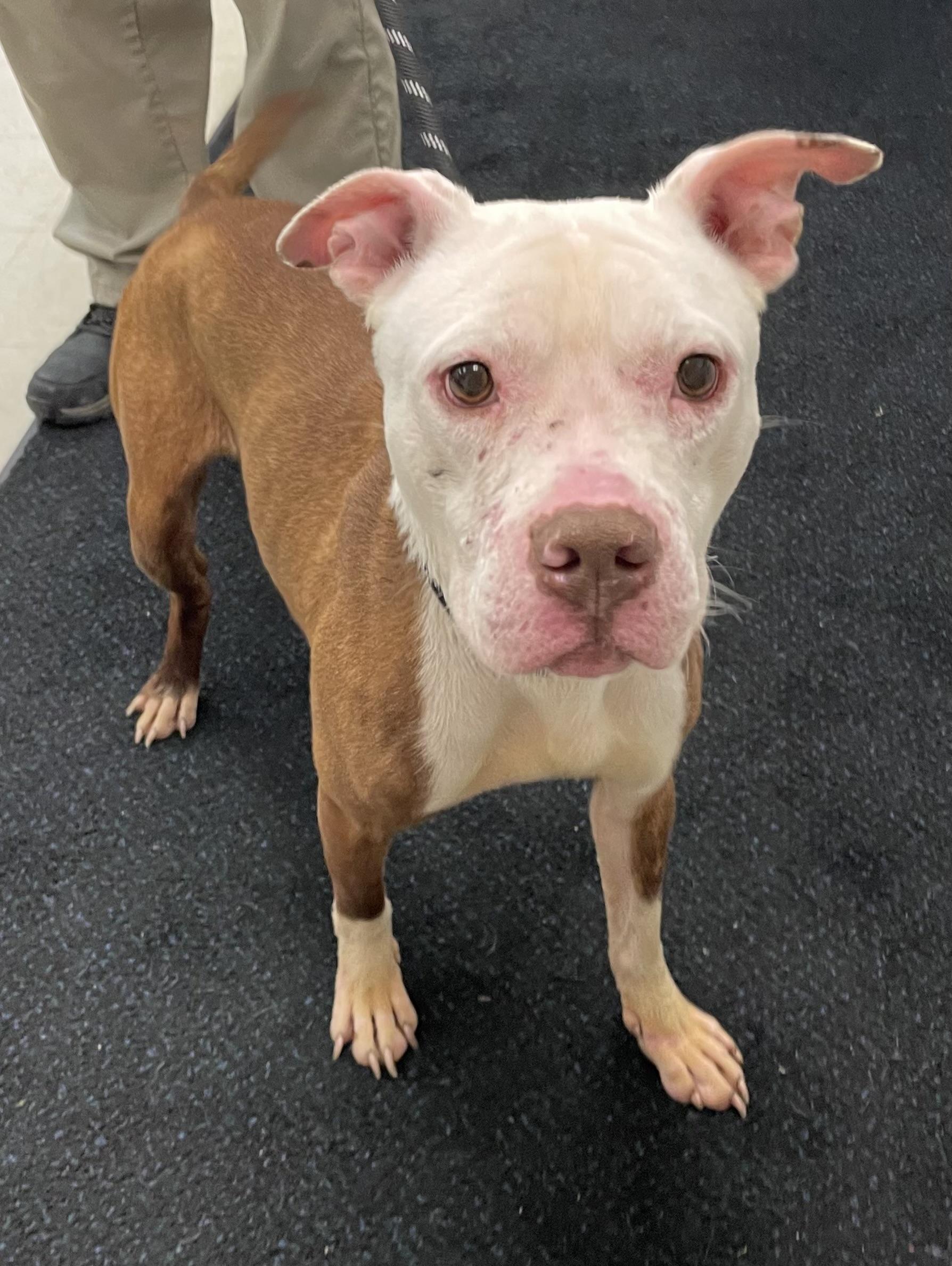 Enlarge Ben  AVAILABLE , a ADOPTABLE mixed breed in Canton, OH image 2/5