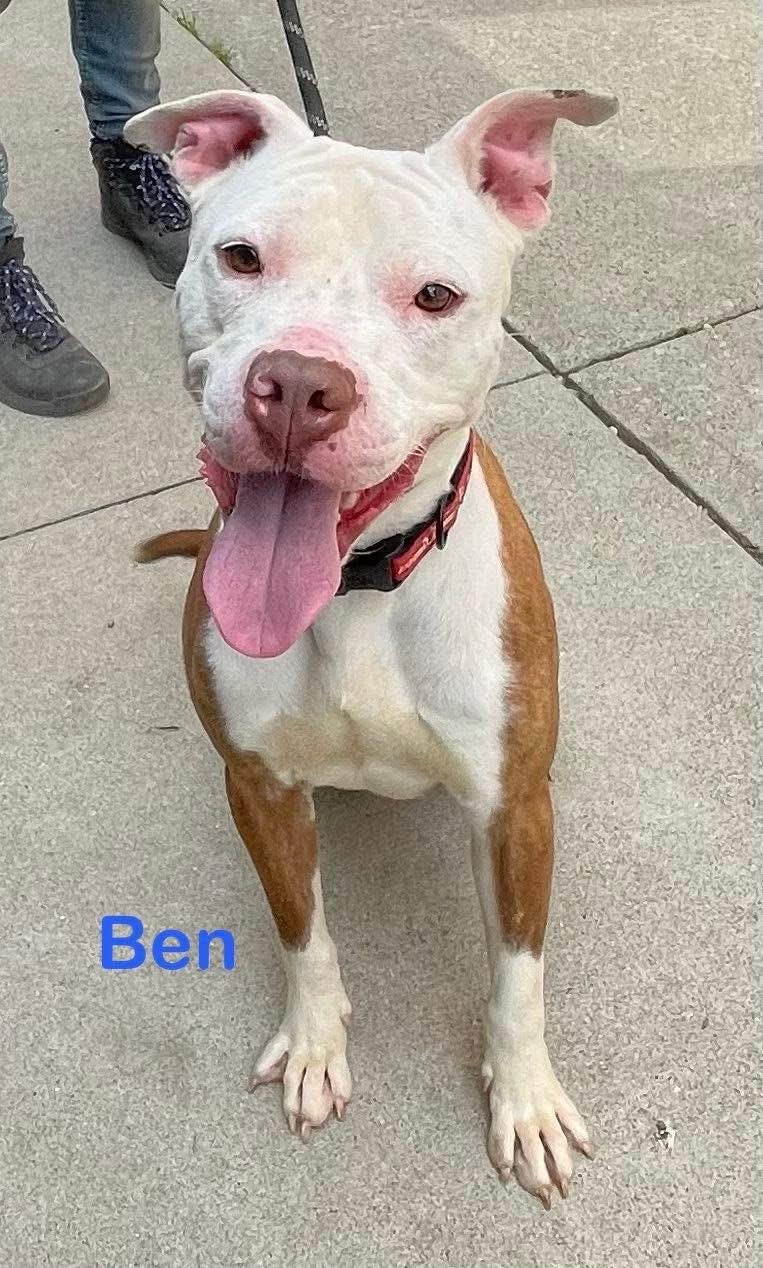 Enlarge Ben  AVAILABLE , a ADOPTABLE mixed breed in Canton, OH image 1/5