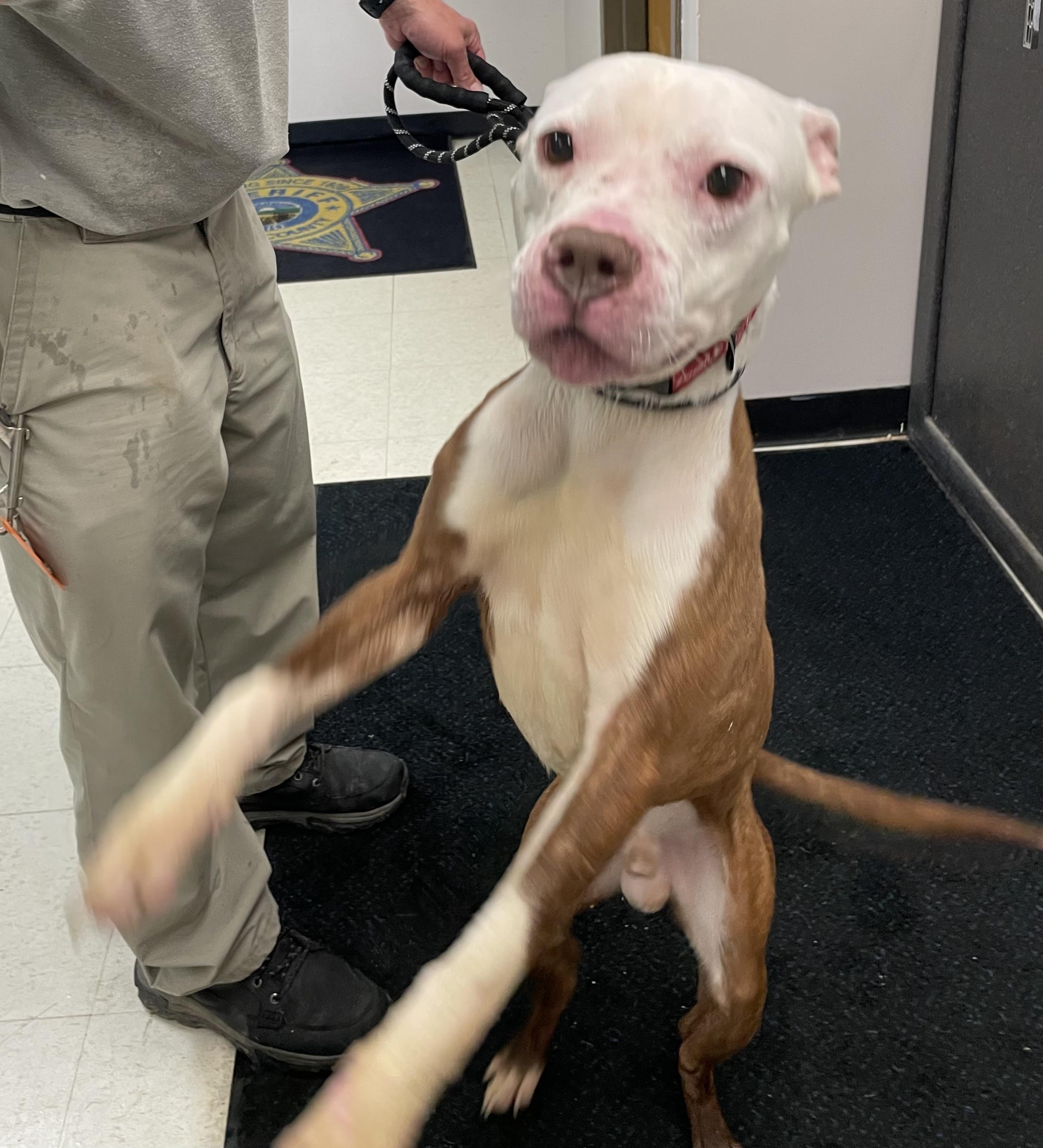 Enlarge Ben  AVAILABLE , a ADOPTABLE mixed breed in Canton, OH image 4/5