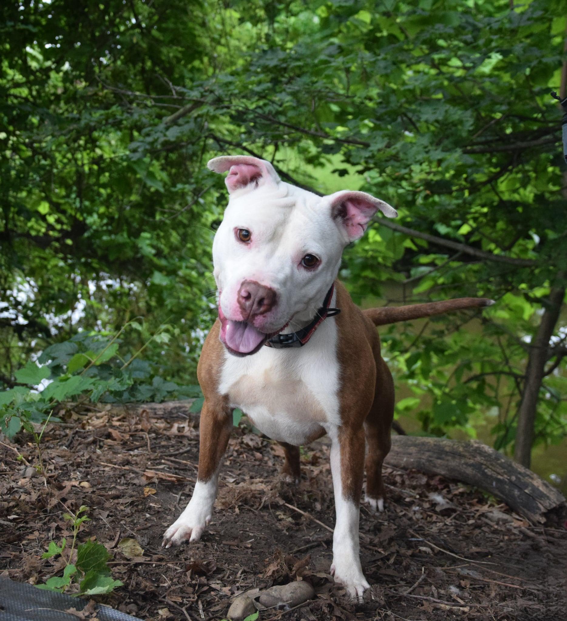 Ben AVAILABLE , ADOPTABLE, Adult Male American Staffordshire Terrier.
