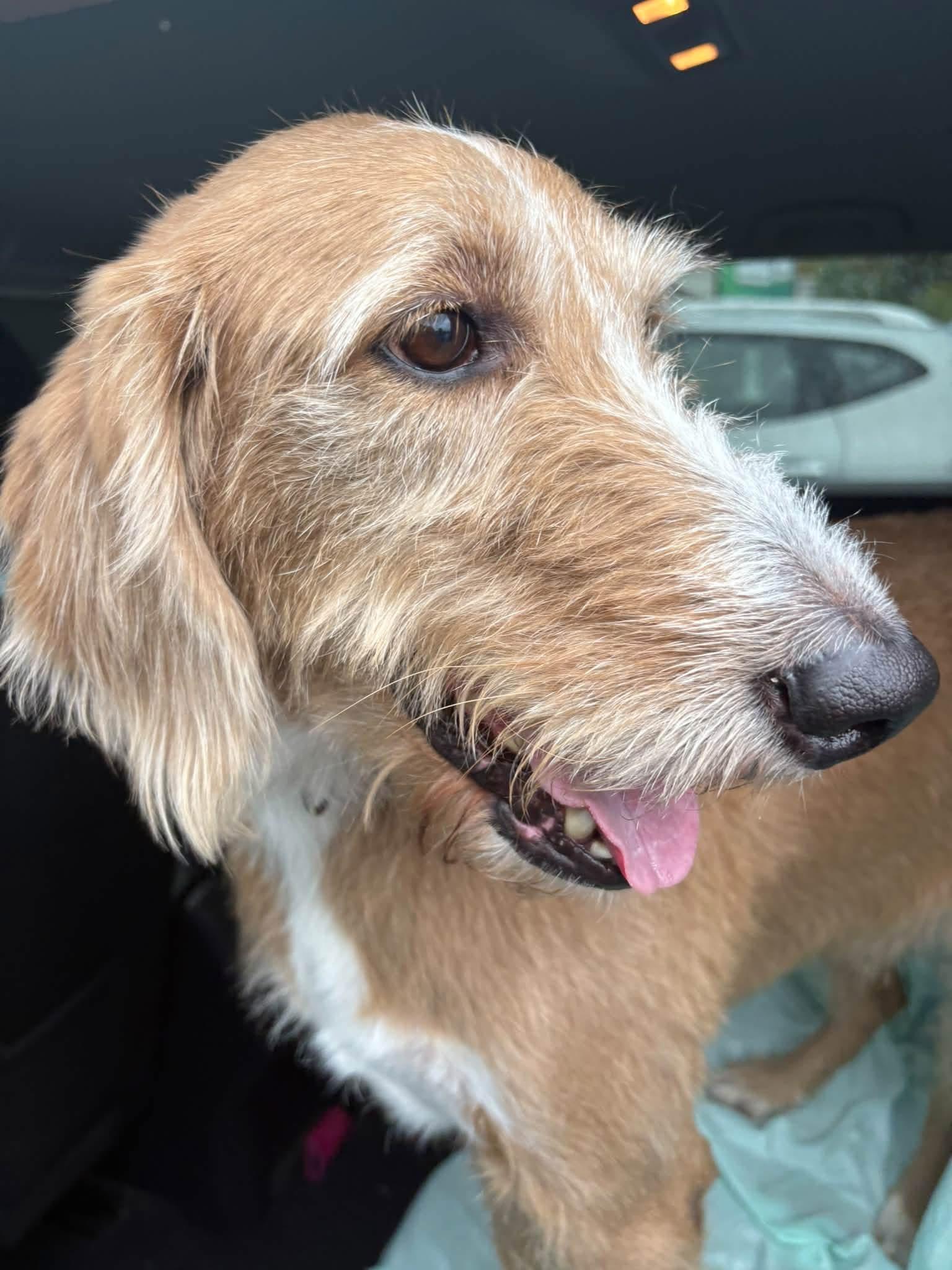 Enlarge REMINGTON, a Adoptable mixed breed in Media, PA image 5/6