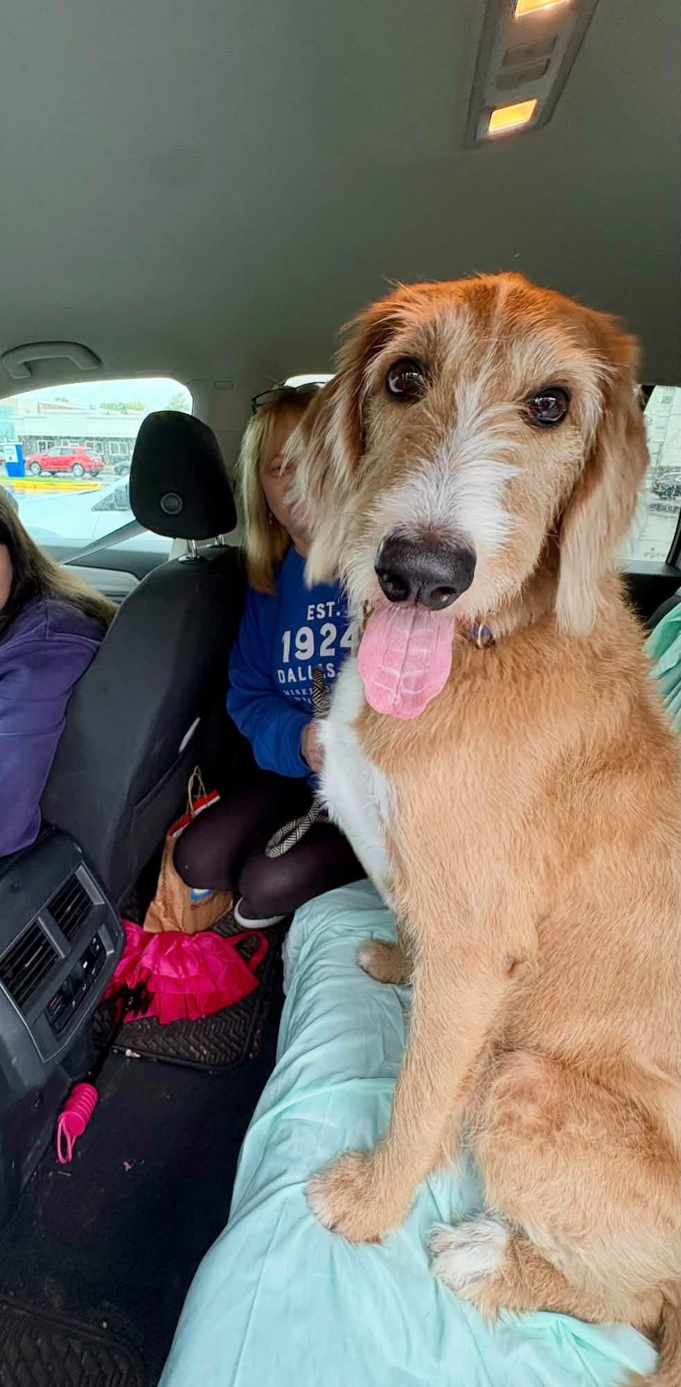 REMINGTON, Adoptable, Adult Male Labradoodle & Irish Terrier.