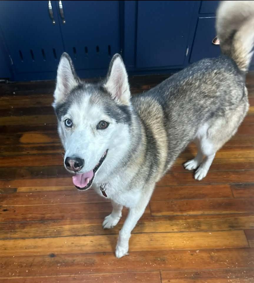Enlarge Theia, a Adoptable Siberian Husky in Lafayette, IN image 1/2