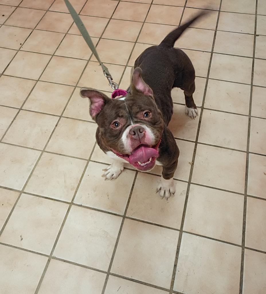 Rose, Adoptable, Adult Female Mixed Breed.