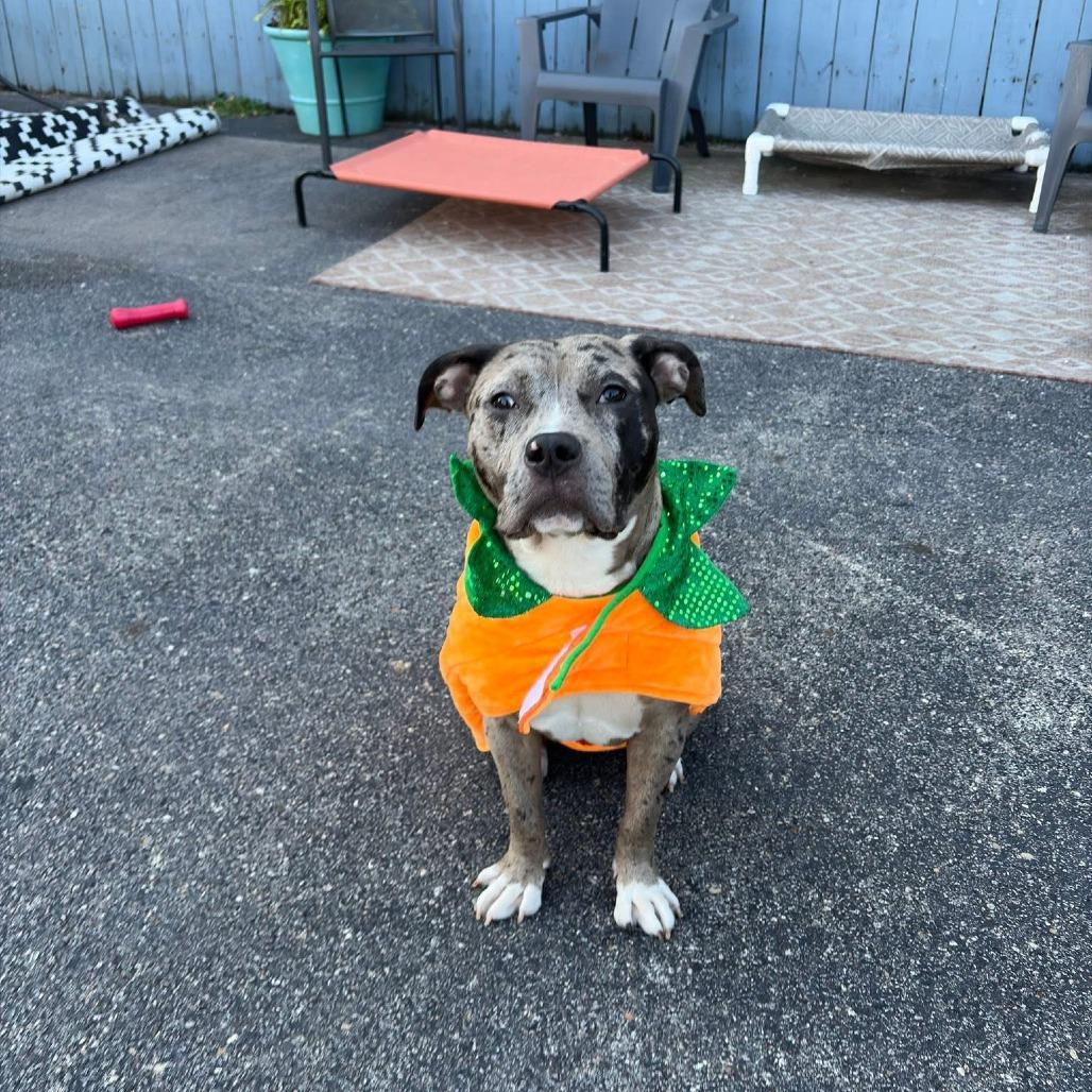 Enlarge Jem, a Adoptable Mixed Breed in Chicago, IL image 1/6