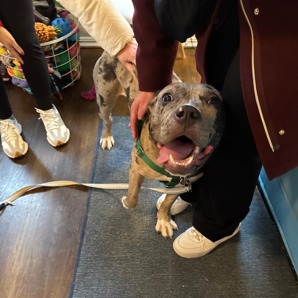 Jem, Adoptable, Young Female Mixed Breed.