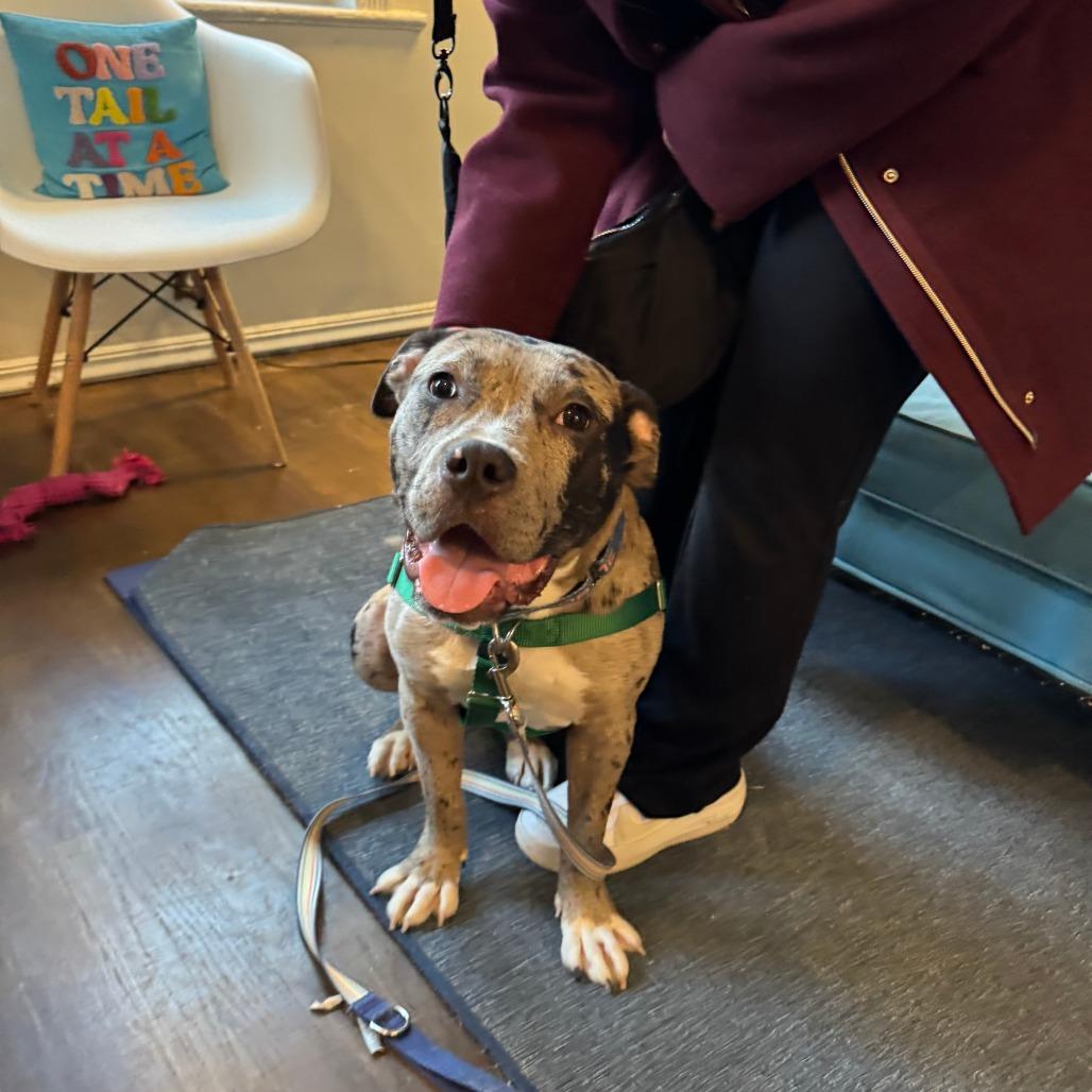 Jem, a Adoptable Mixed Breed in Chicago, IL image 2/6