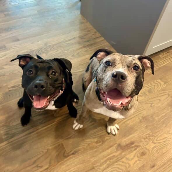 Jem, a Adoptable Mixed Breed in Chicago, IL image 4/6