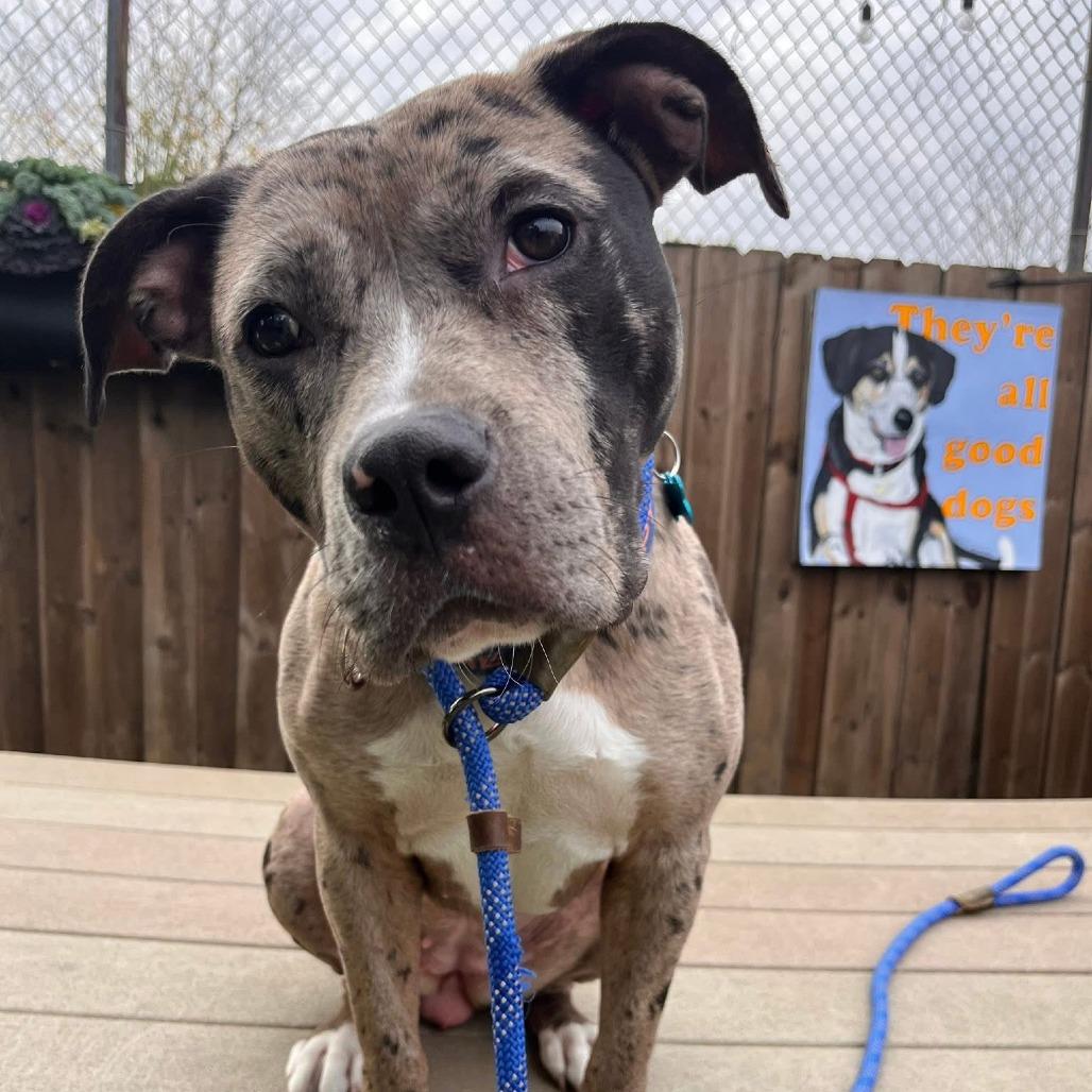 Enlarge Jem, a Adoptable Mixed Breed in Chicago, IL image 5/6