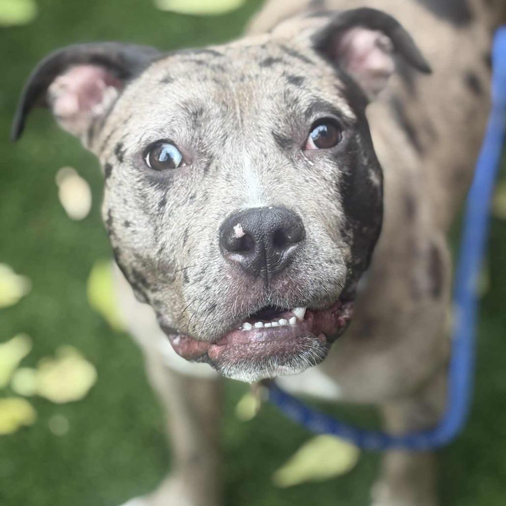 Jem, a Adoptable Mixed Breed in Chicago, IL image 5/6