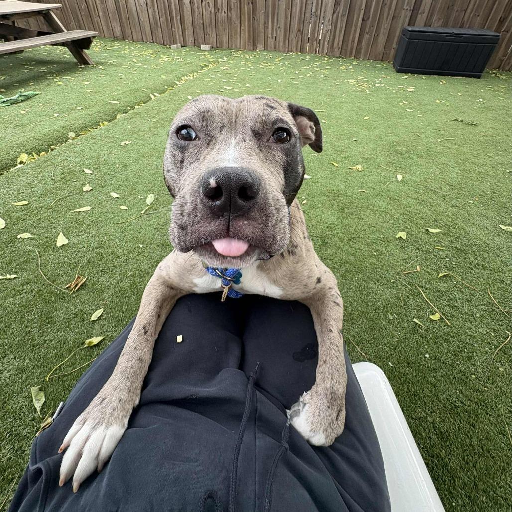 Jem, a Adoptable Mixed Breed in Chicago, IL image 6/6