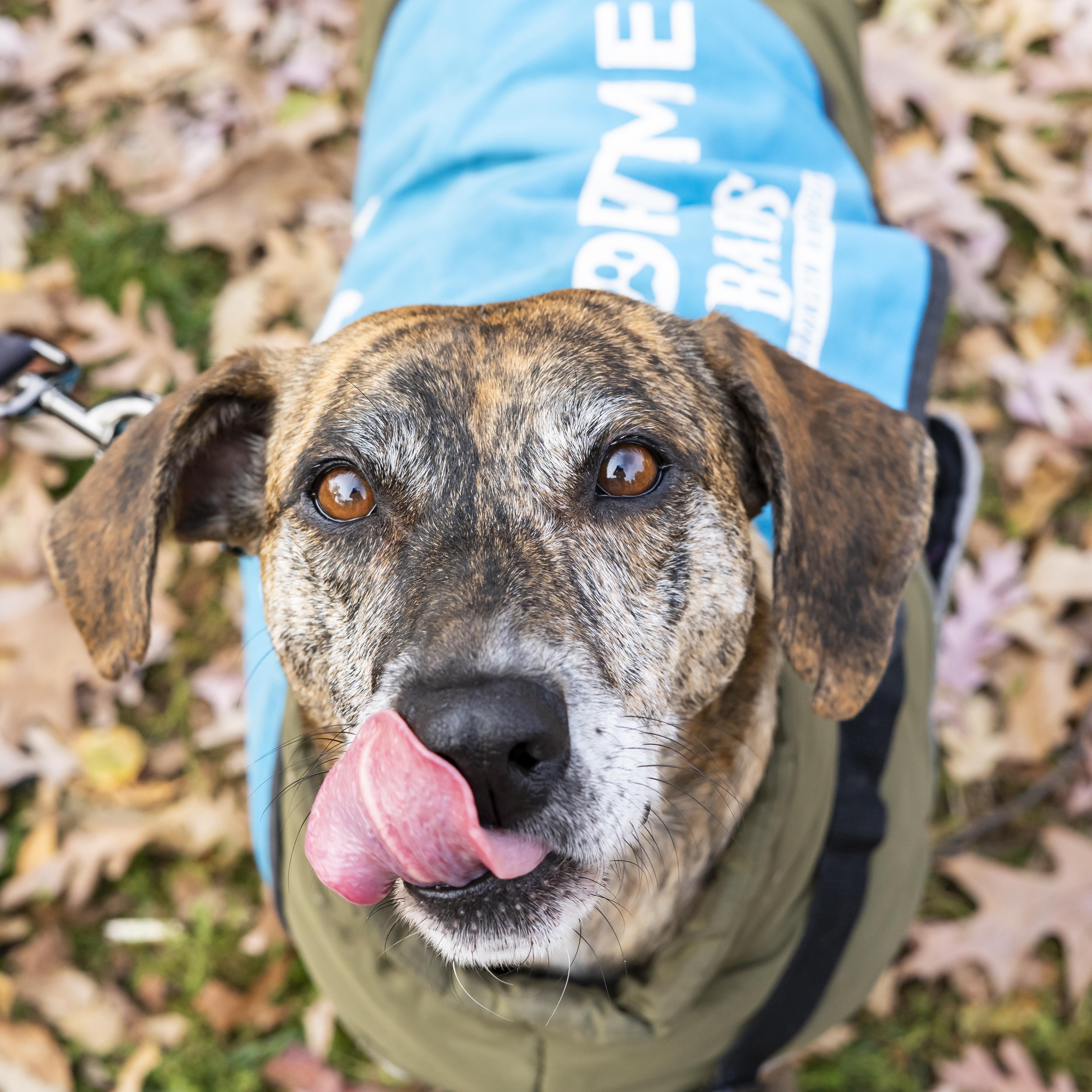 Lorde, Adoptable, Adult Female Hound.