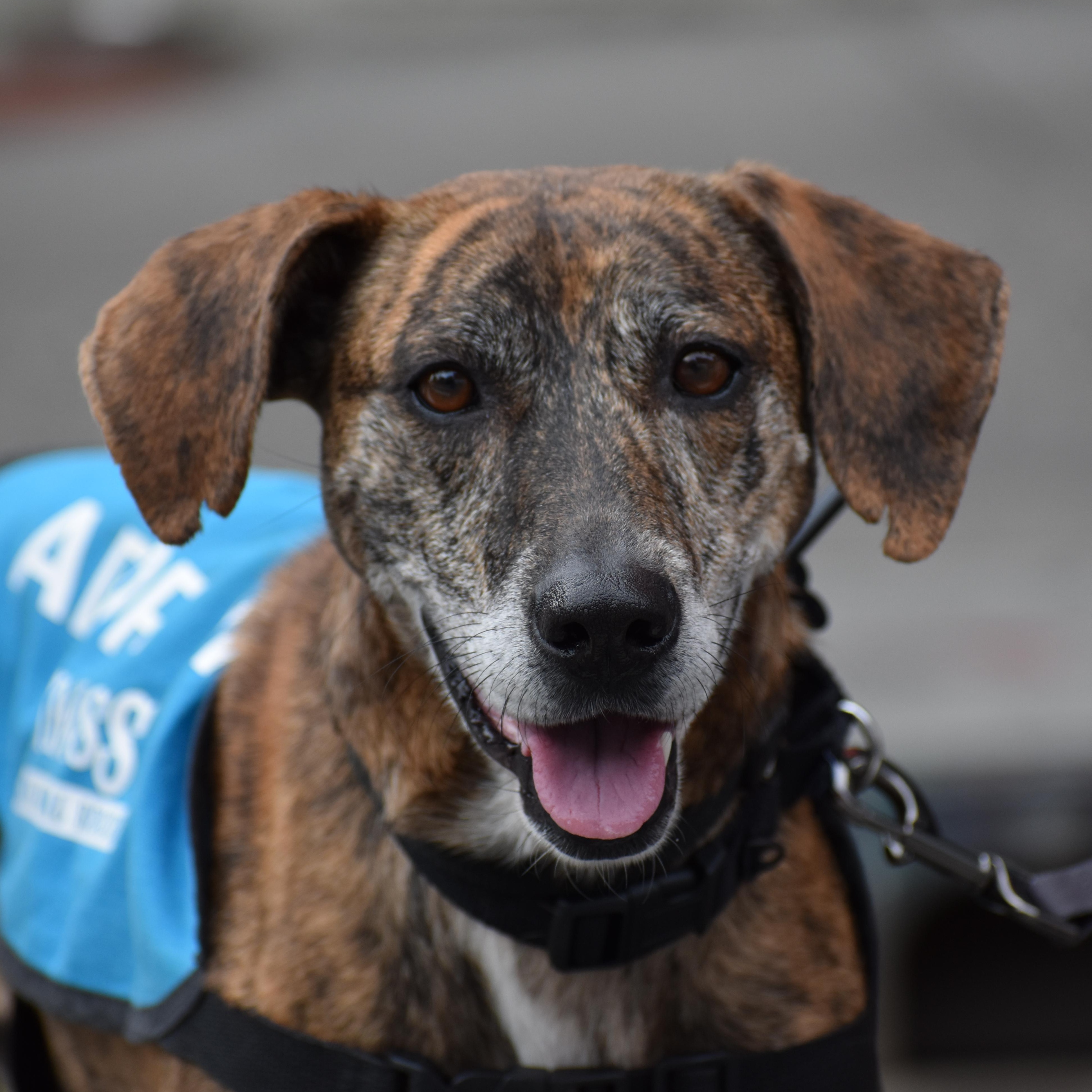 Lorde, a Adoptable Hound in Brooklyn, NY image 2/6