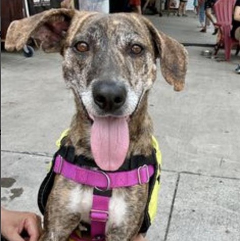 Lorde, a Adoptable Hound in Brooklyn, NY image 4/6