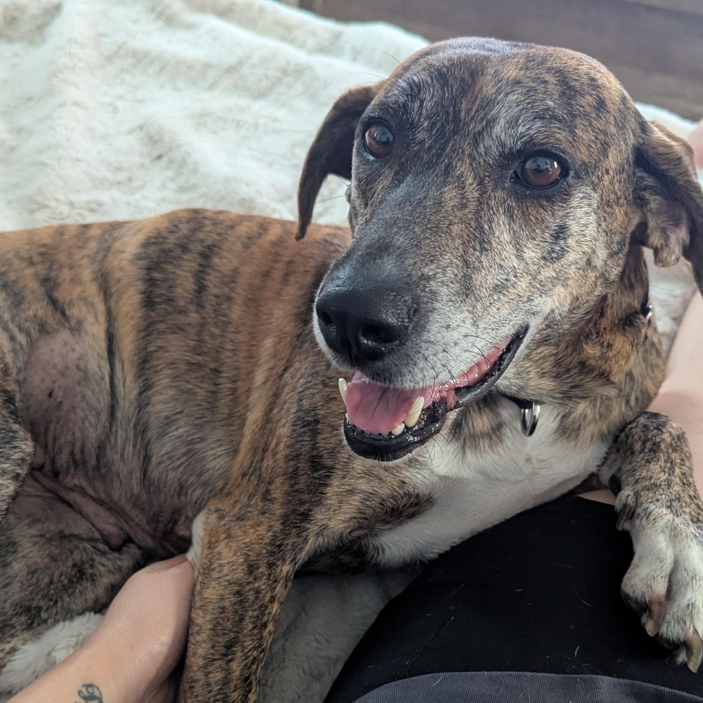 Lorde, a Adoptable Hound in Brooklyn, NY image 3/6