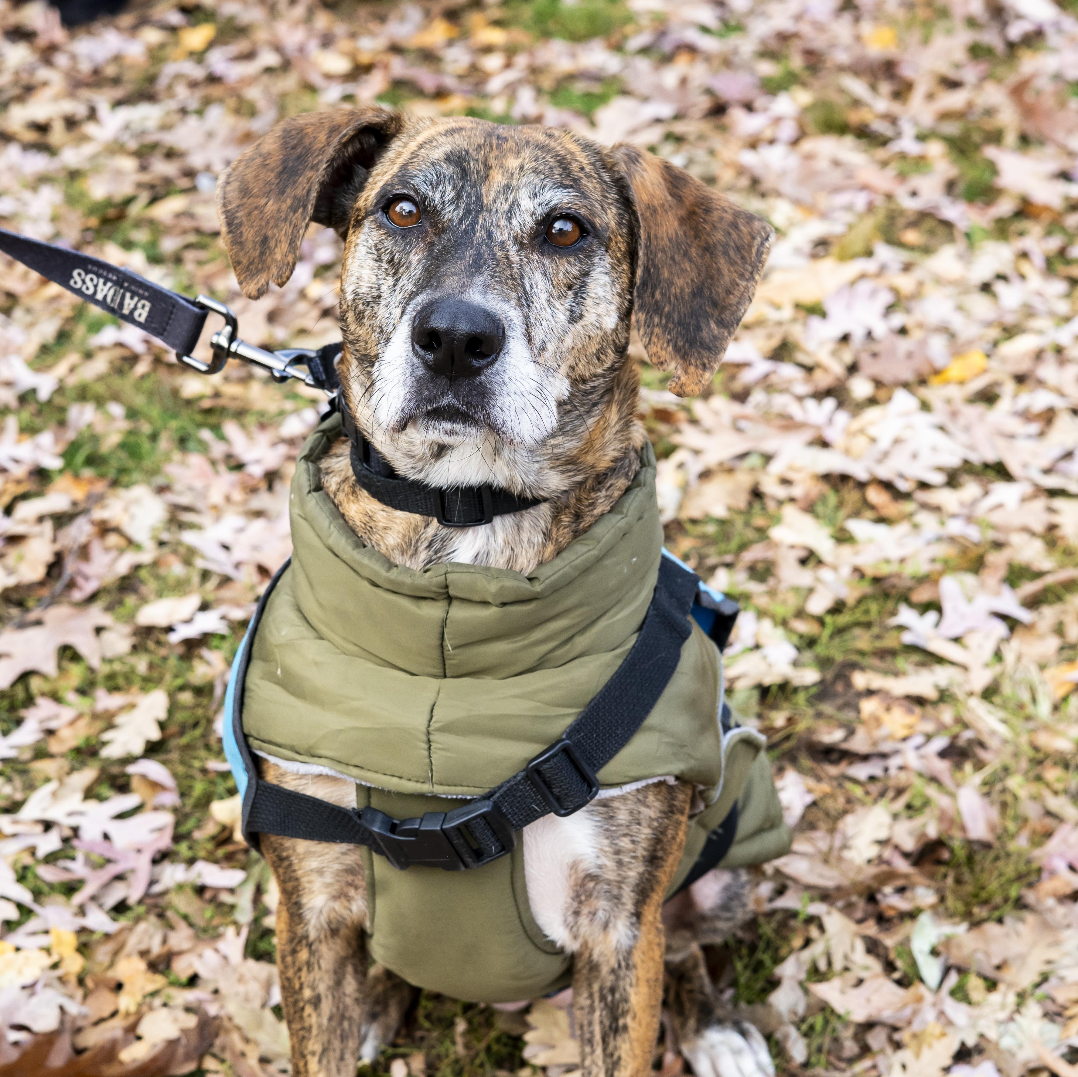 Lorde, a Adoptable Hound in Brooklyn, NY image 5/6