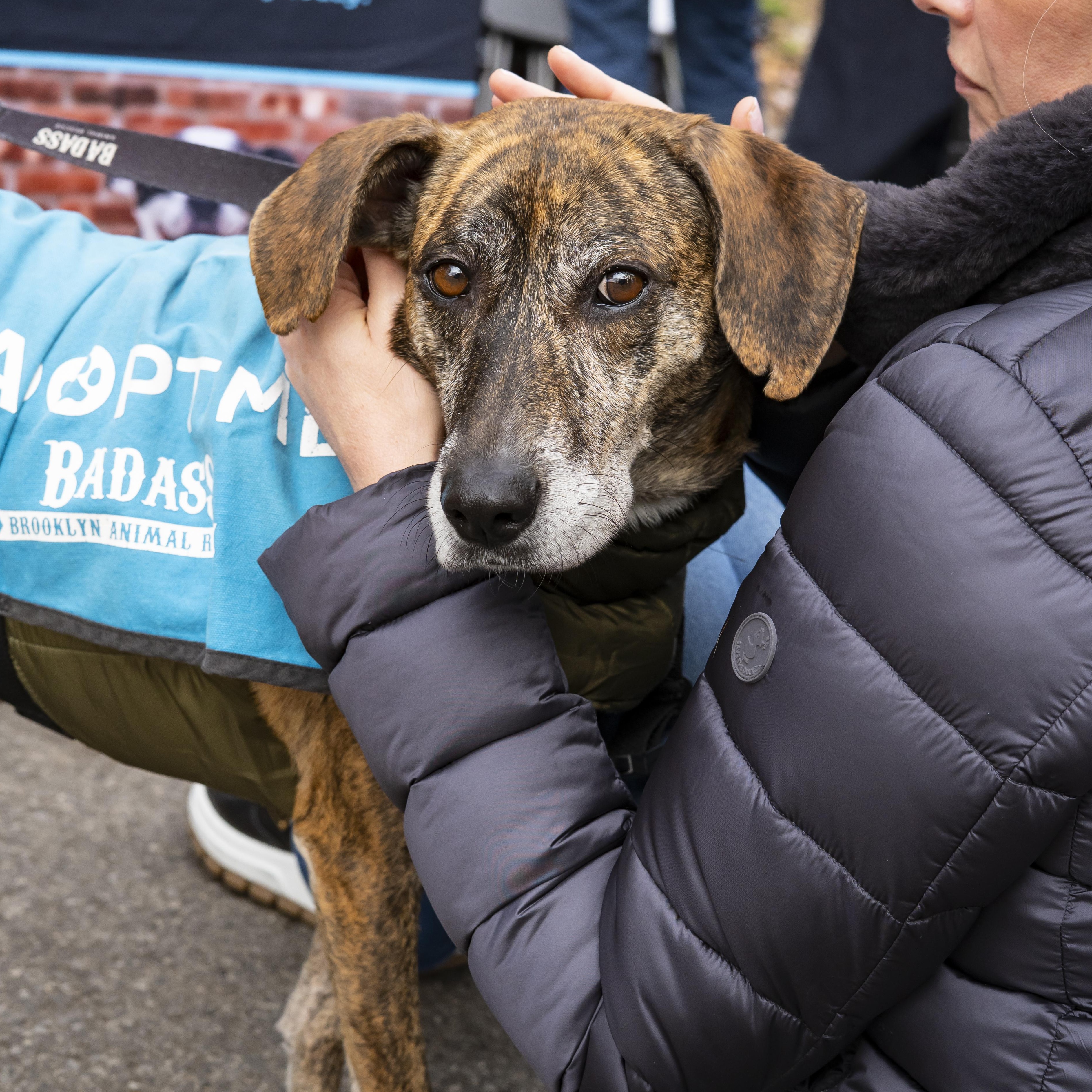 Lorde, a Adoptable Hound in Brooklyn, NY image 6/6