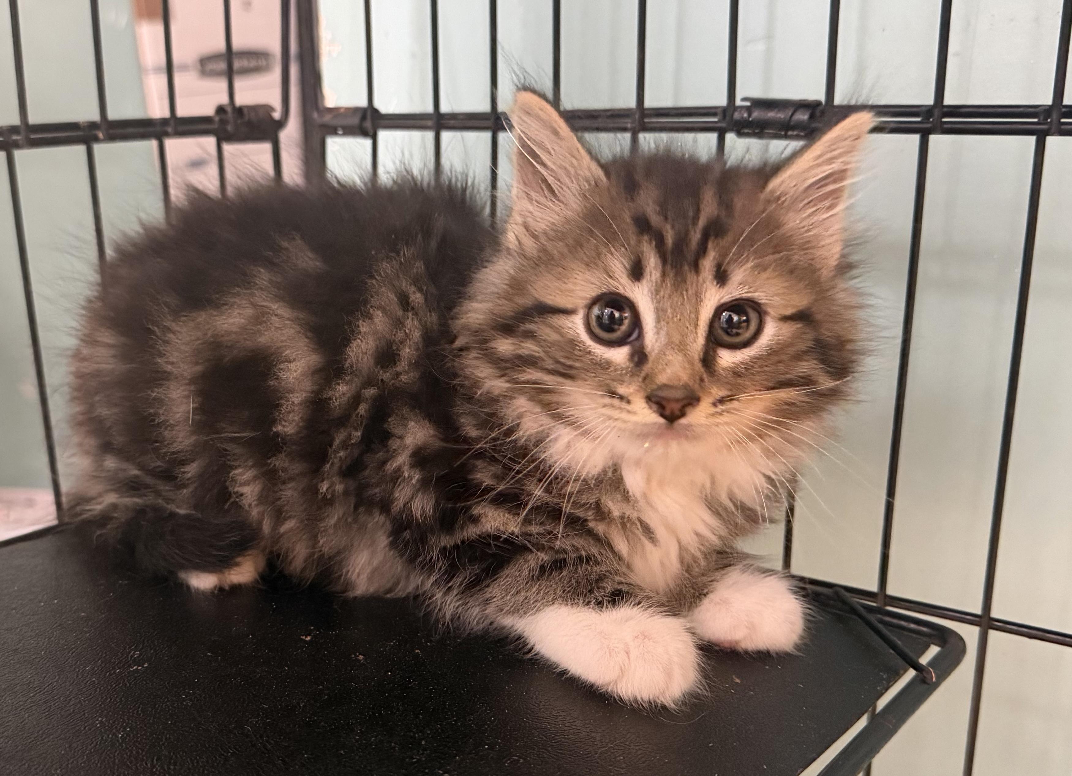 Firefly, adopted, Kitten Male Domestic Long Hair.