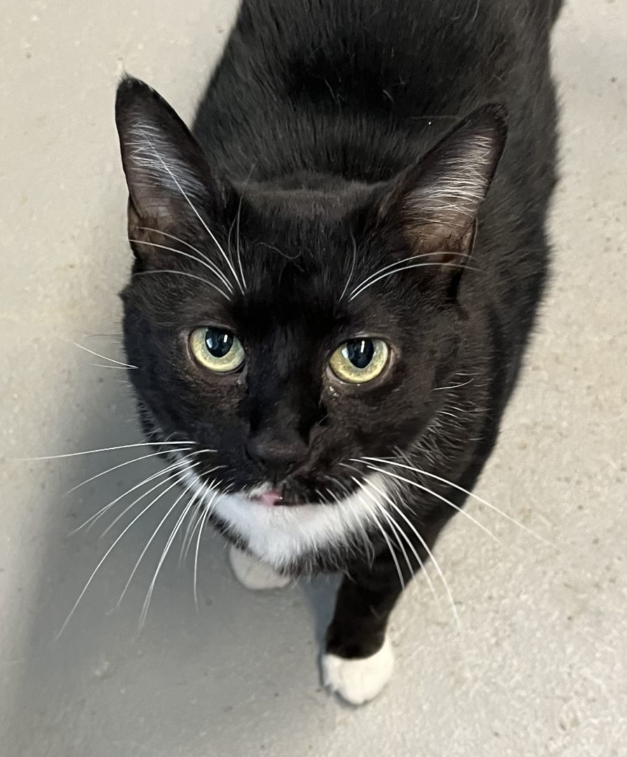 Stormy, Adoptable, Adult Female Domestic Short Hair & Tuxedo.