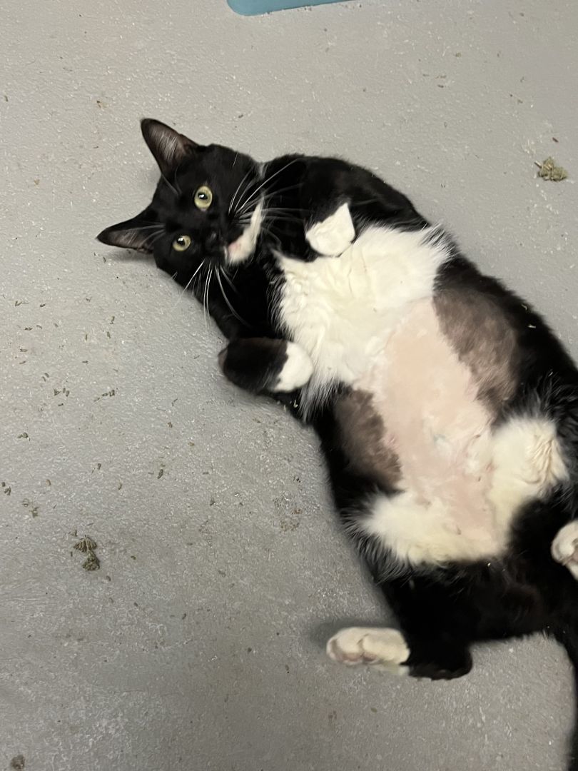 Stormy, a Adoptable mixed breed in Mendham, NJ image 2/3