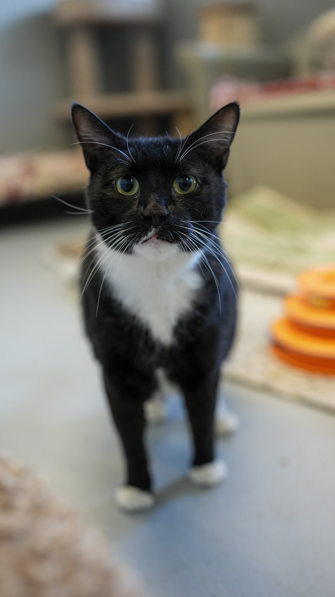 Stormy, a Adoptable mixed breed in Mendham, NJ image 3/3